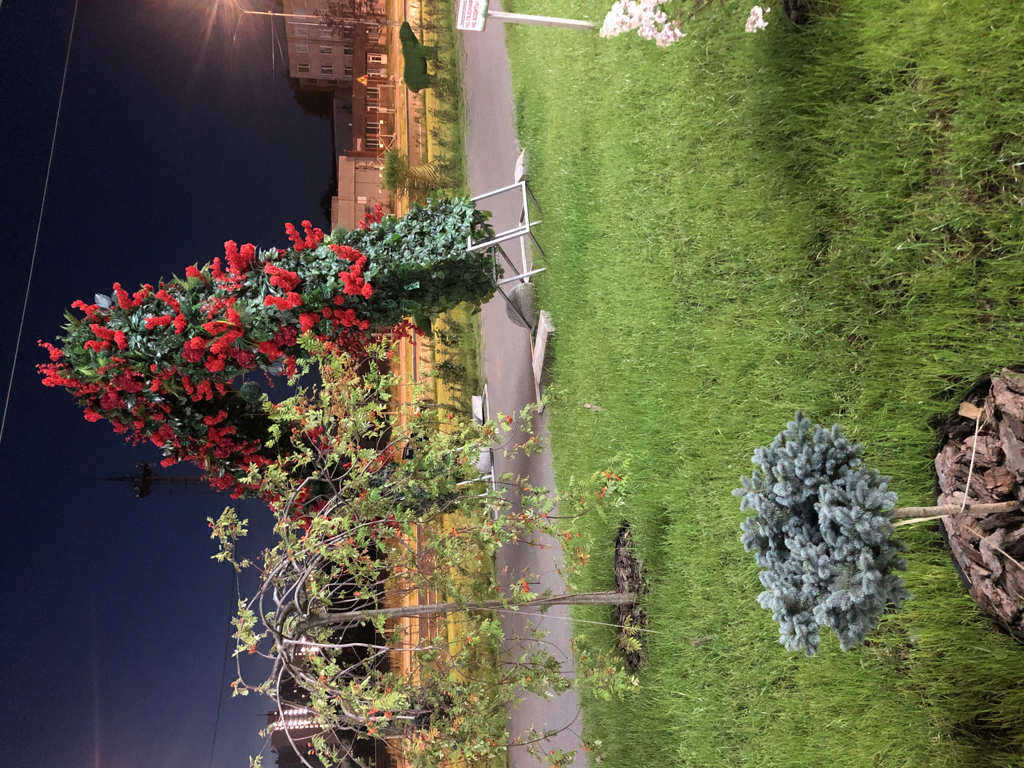 In this nighttime image, a large, arch-shaped floral display dominates the center. The arch is constructed from abundant green foliage and clusters of bright red flowers, creating a vibrant contrast against the dark sky. To the left of the arch, a weeping tree with thin branches and small red berries or fruits is visible. In the foreground, a small, blue-green coniferous tree sits in a bed of mulch. The scene is set on a well-maintained grassy area, with a paved pathway visible behind the floral arch. In the background, several buildings and a telecommunications tower are discernible under the dusky sky. A streetlamp on the right casts a warm light. A sign with Cyrillic text is present on the right side of the image.