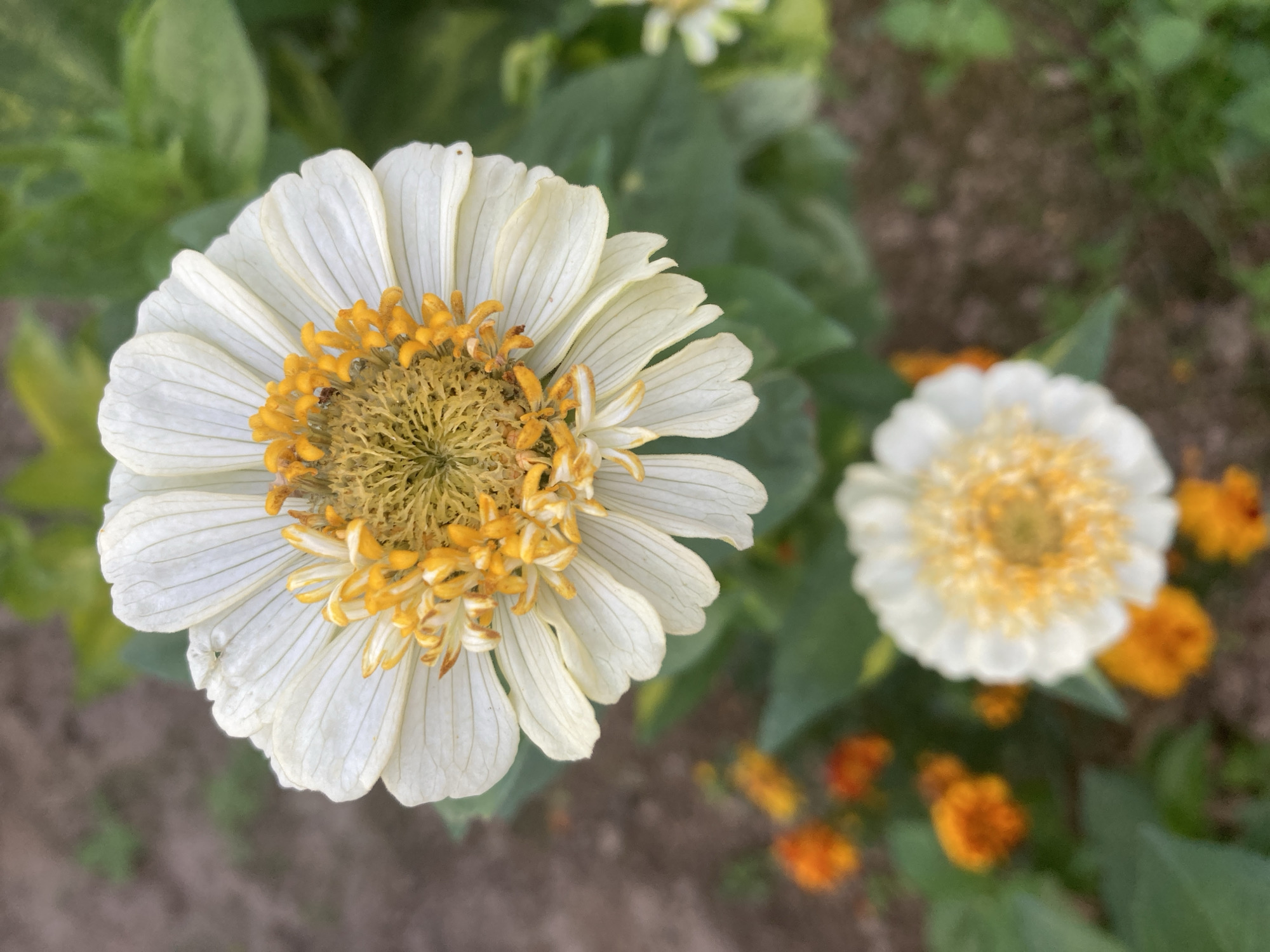 A close-up, top-down view captures a white zinnia flower with yellow and orange stamens in sharp focus. The petals are delicate with visible veins, and a few small insects are present on the stamens. In the background, out of focus, are more zinnias and orange flowers, along with green foliage and brown soil. The image is likely taken outdoors in a garden setting, possibly in the city of Zhodzinskiy Sel'skiy Sovet, Belarus.