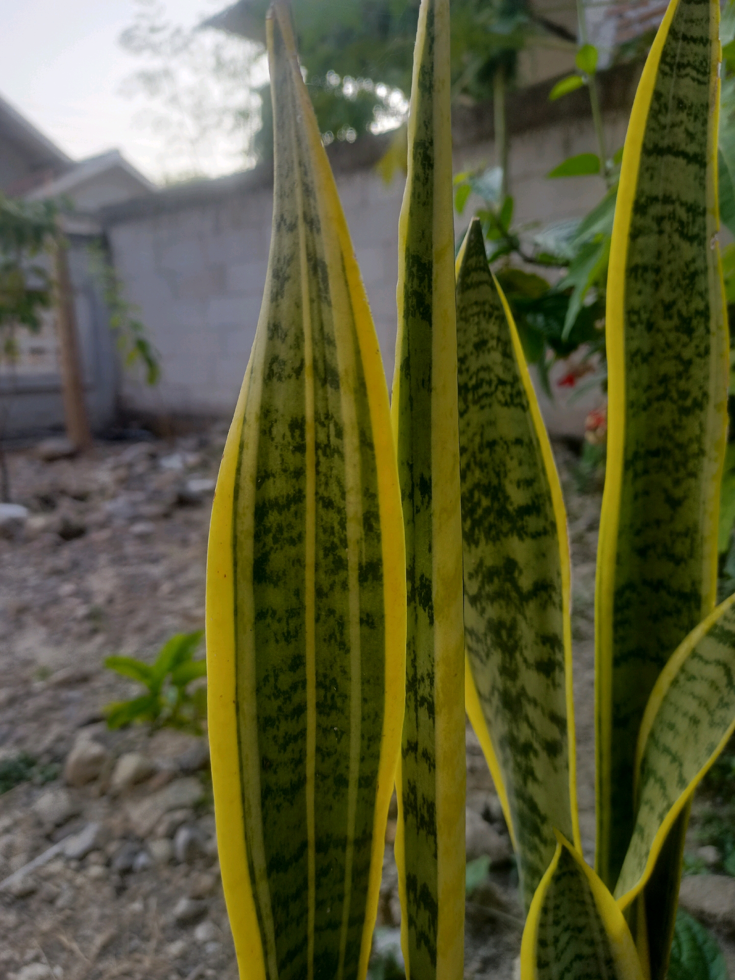 This is a close-up, low-angle outdoor photograph of several Snake Plant (Sansevieria trifasciata) leaves with yellow edges. The leaves are predominantly green with darker green horizontal patterns and lighter green stripes running vertically. The plant is positioned in the foreground, with the leaves extending upwards. In the background, a blurry, muted scene depicts a grey concrete wall, some gravel and dirt ground, and hints of foliage. A portion of a building with a tiled roof is visible to the far left. The lighting suggests it is late afternoon or early morning, with soft, diffused light. The overall impression is a natural, possibly domestic, outdoor setting in Karangtalun, Indonesia, focusing on the textures and colors of the plant.