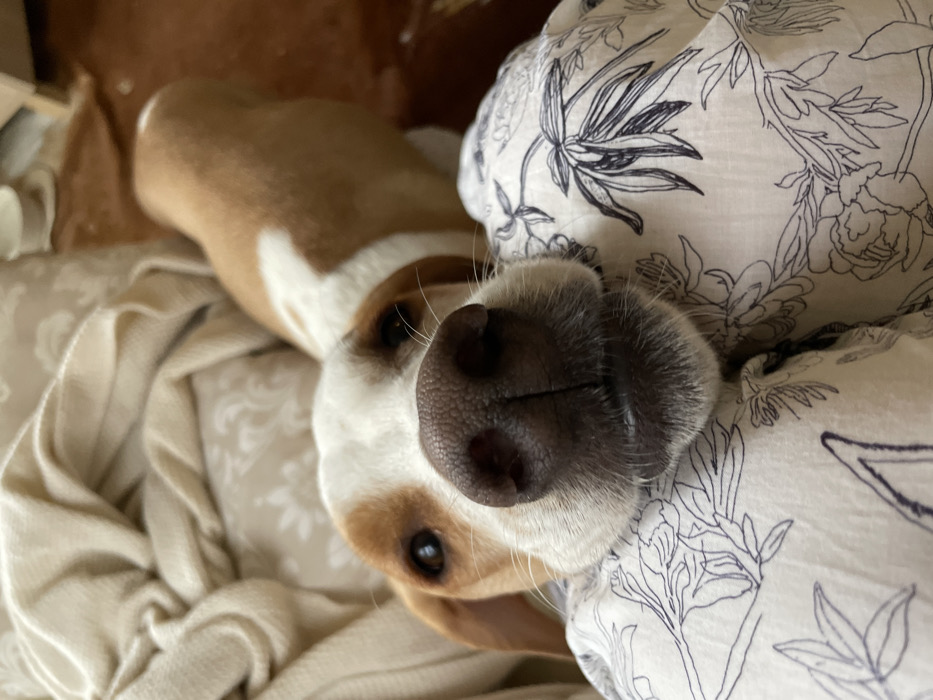The image displays a close-up, low-angle perspective of a domestic canine, appearing to be a white and tan/brown dog, located indoors in Budva, Montenegro. The dog's head is centered, with its dark, textured nose and muzzle resting upon a white textile adorned with a repeating dark botanical pattern. Its brown eyes are directed towards the camera. Short whiskers are visible around its muzzle. Behind the dog's head, the remainder of its body is blurred, showing additional tan fur with white markings. The background consists of a blurred, crumpled beige textile on the upper left and a blurred reddish-brown surface, likely a floor, on the upper right. A small, light-colored bowl is partially visible in the distant upper right background. The lighting is soft and ambient.