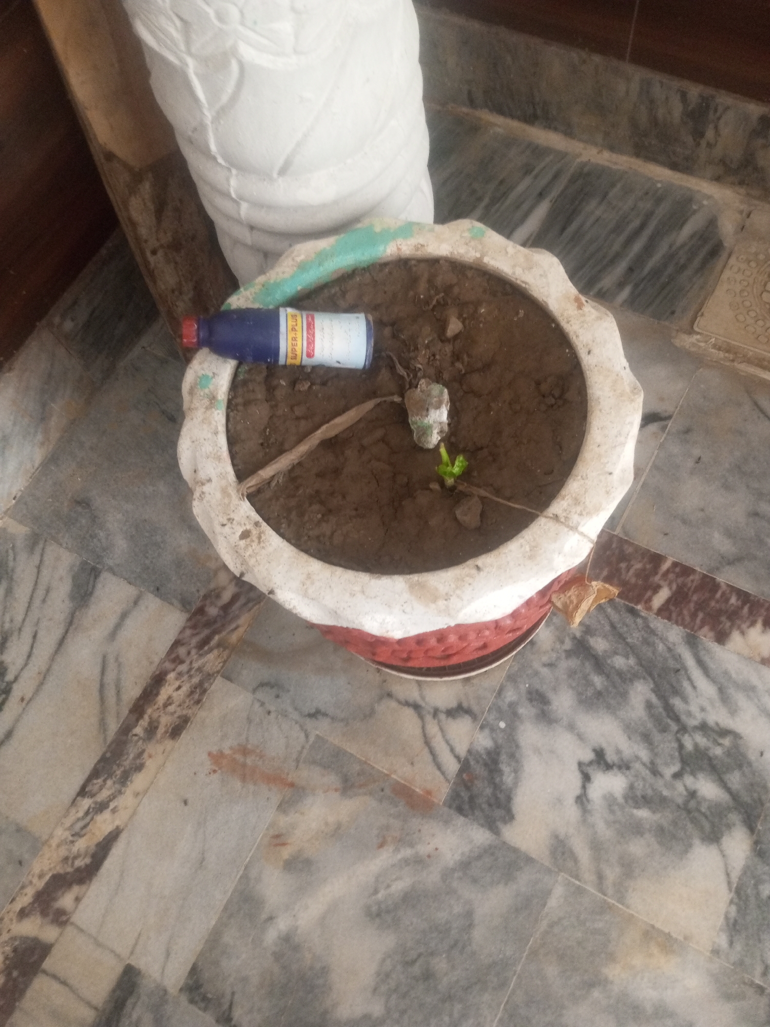 A blue bottle with a red cap, labeled "SUPER PLUS," lies on the soil in a white and red potted plant. A small green sprout is visible in the center of the pot. The pot is situated on a marble-tiled floor, with a portion of a white decorative object to the left and a wooden surface behind it. The scene is indoors, possibly in a residential setting in Mansehra, Pakistan, suggested by the marble tiling commonly used in such locations.