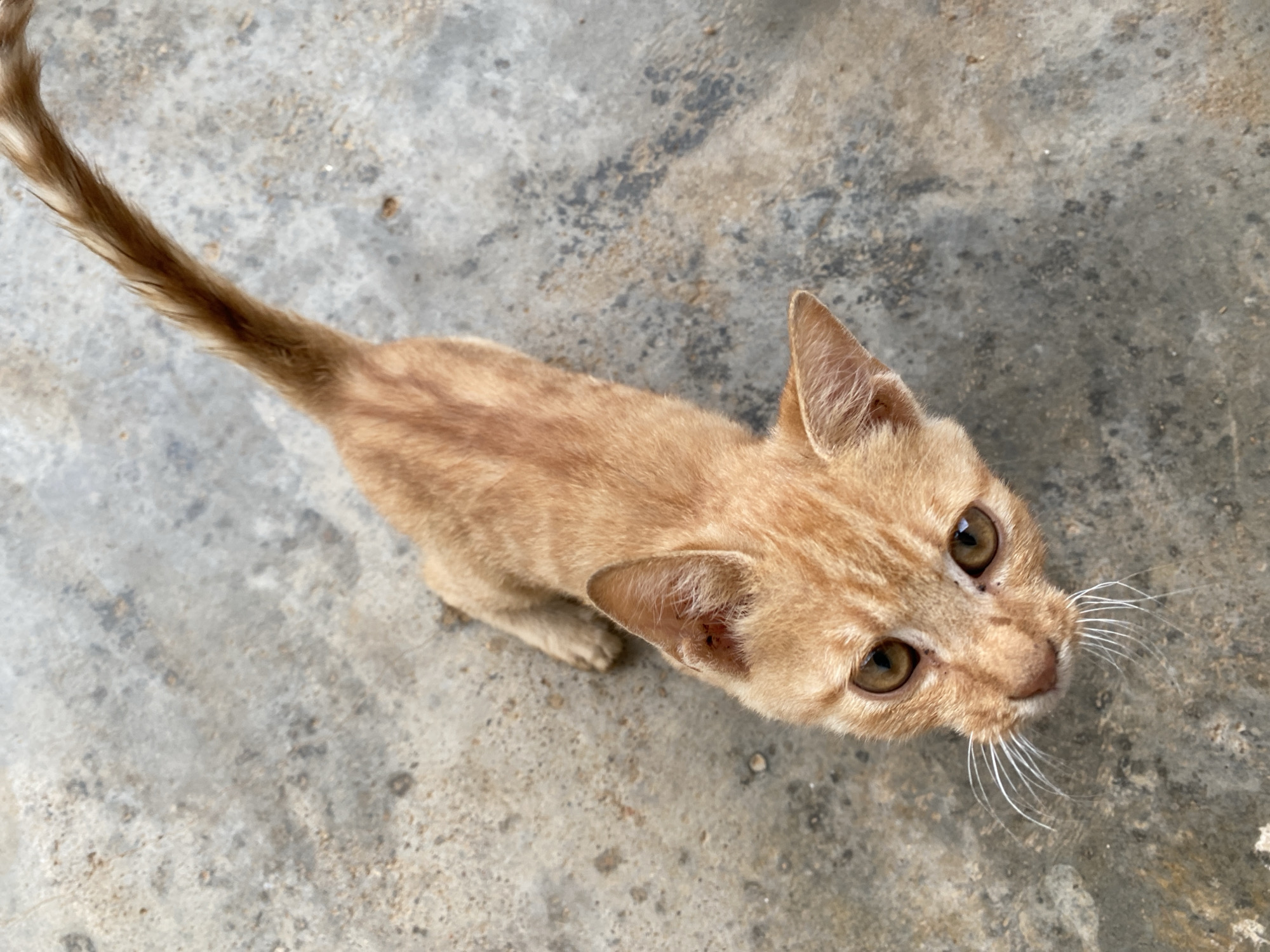 A ginger cat stands on a concrete surface. The cat is viewed from above, facing the camera, with its tail extending upwards in the frame. The surface is marked with gray and darker patches. The location is Riyom, Nigeria.