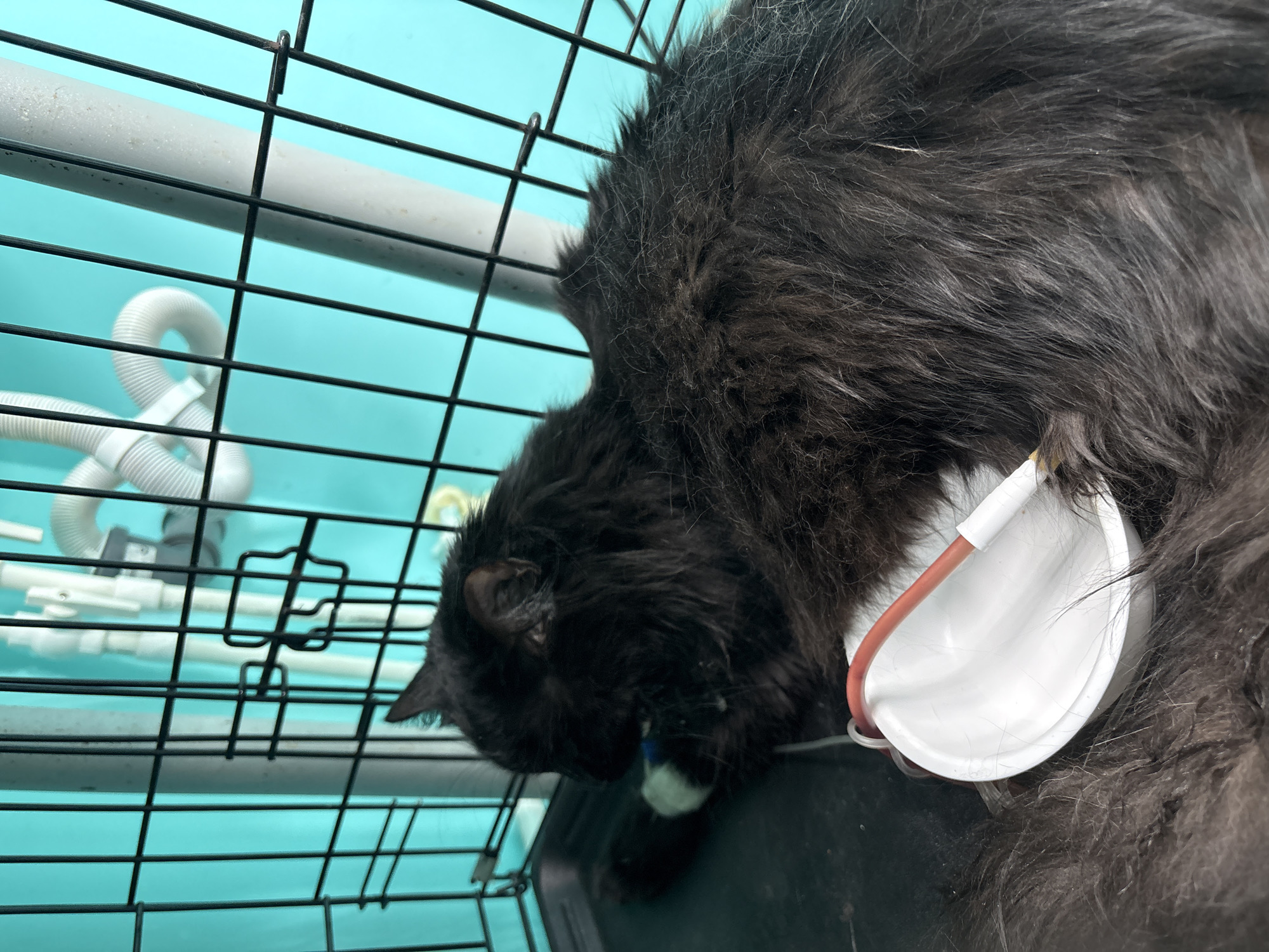 A black, long-haired cat rests inside a black wire cage with a white IV fluid bag and red tubing attached. The cage is in front of a light blue wall with white pipes and tubing visible. The cat is lying down with its head near the cage bars.