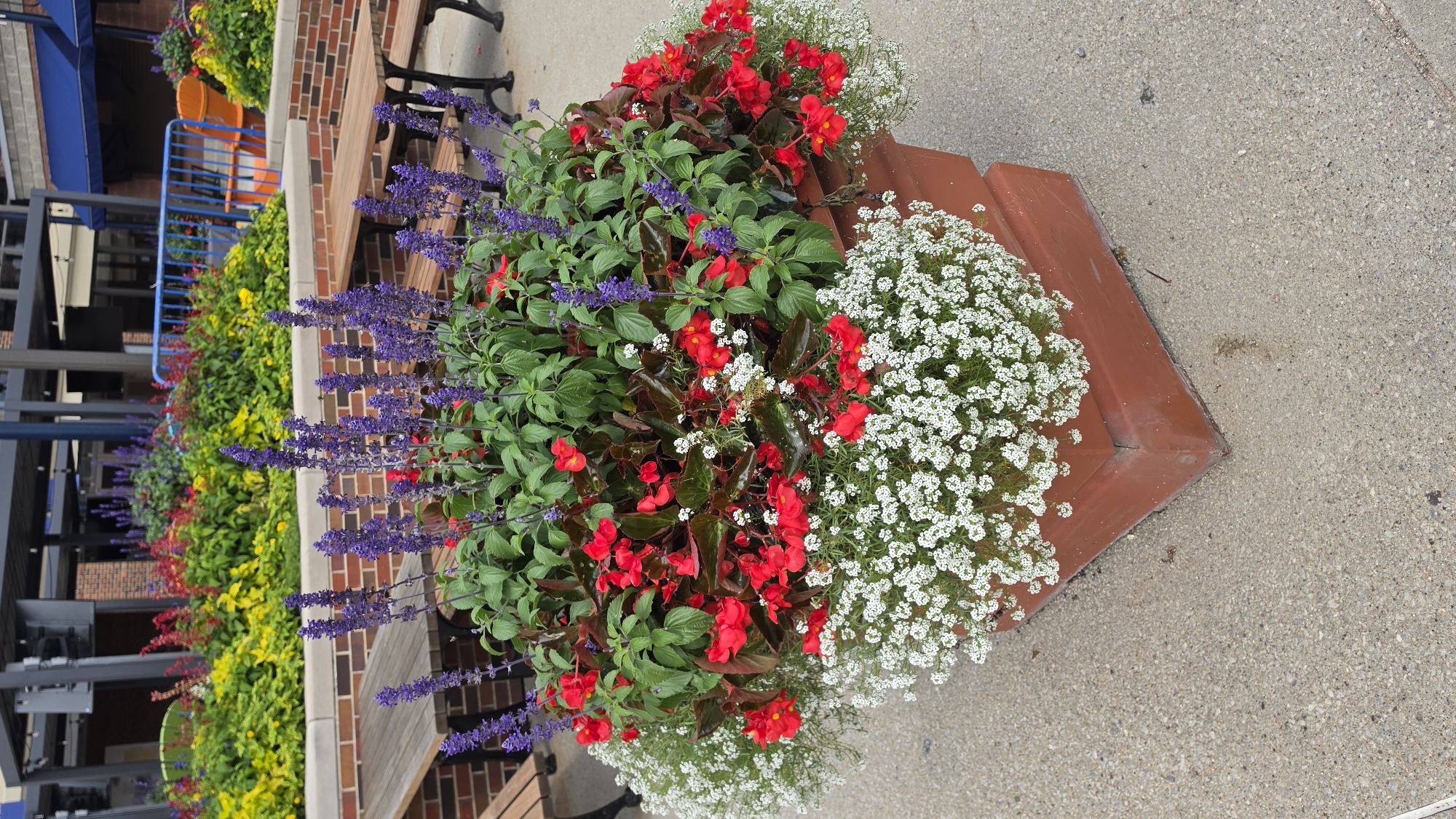 A large, terracotta planter filled with red begonias, white alyssum, and purple salvia stands on a gray, speckled concrete surface in an outdoor area. The planter is centrally located, with wooden picnic tables and benches visible in the background, suggesting a public seating area. Beyond the tables, a brick wall and buildings can be seen, with hints of yellow and red flowers in a raised garden bed. The overall impression is one of a well-maintained urban outdoor space. No people are visible in the image.