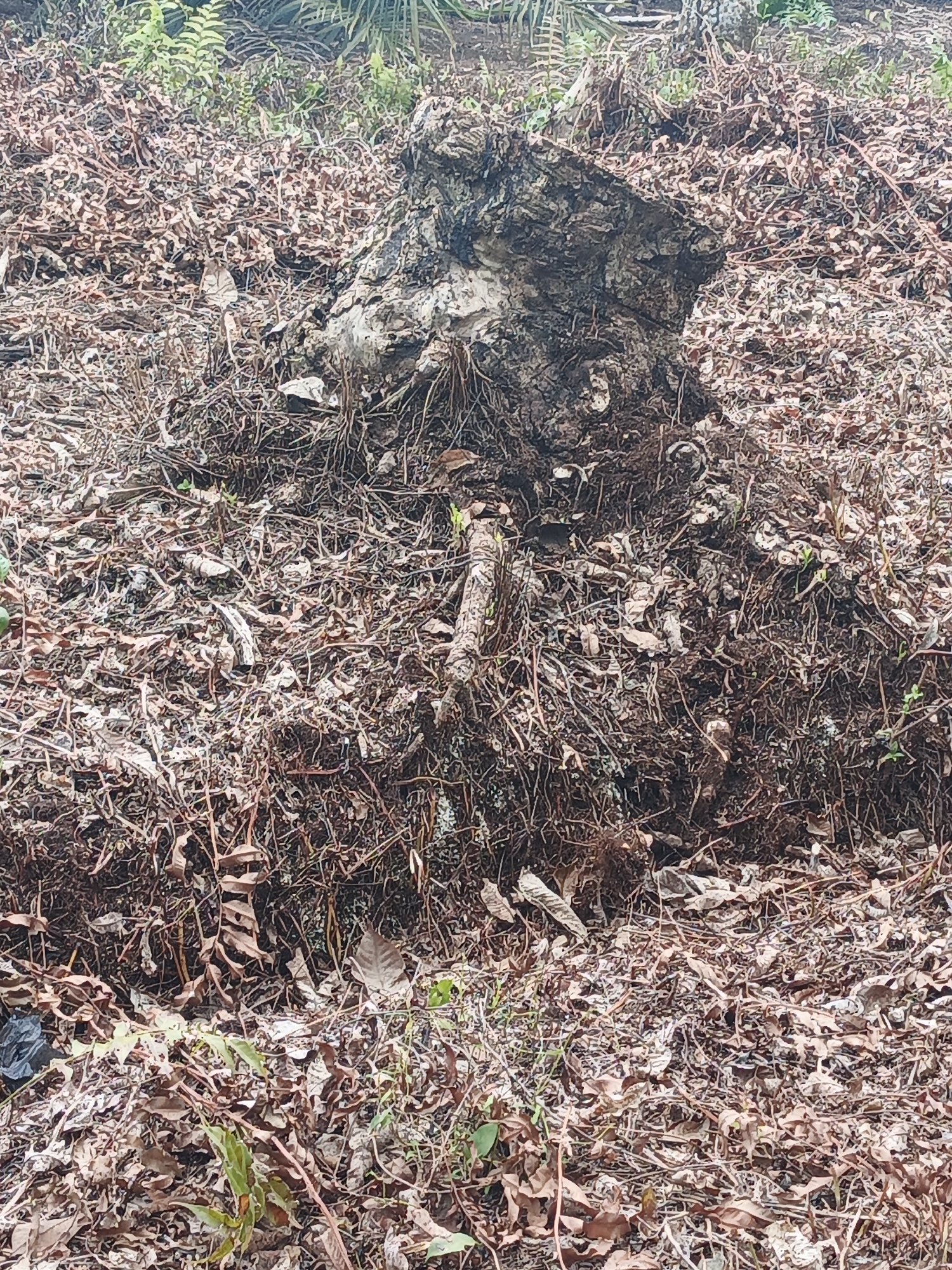 The image depicts a close-up view of a pile of dried leaves, twigs, and a tree stump in Resam Lapis, Indonesia. The stump is the central focus, appearing rough and weathered with visible roots. The ground is covered in a thick layer of fallen leaves, predominantly brown and reddish-brown, interspersed with dried grass and small green shoots. The overall environment suggests an outdoor, natural setting, possibly a forested or overgrown area. There are no people or visible animals in the frame. The lighting suggests it is daytime, with shadows indicating sunlight.