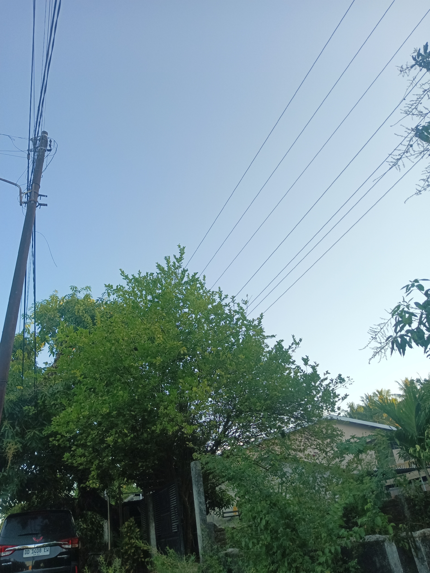 The image depicts a suburban or rural scene in Pangkajene, Indonesia, dominated by a clear, pale blue sky. A tall, weathered utility pole stands on the left, supporting multiple dark power lines that stretch diagonally across the frame. A dense, lush green tree with a thick canopy occupies the center of the image, its leaves illuminated by natural light. In the lower left corner, the rear of a black SUV is visible, bearing a license plate that reads "DD 1408 EW". Behind the tree, a light-colored building with a sloping roof is partially obscured by foliage, suggesting a residential or small commercial structure. The overall environment appears to be outdoors, with vegetation and man-made structures coexisting.