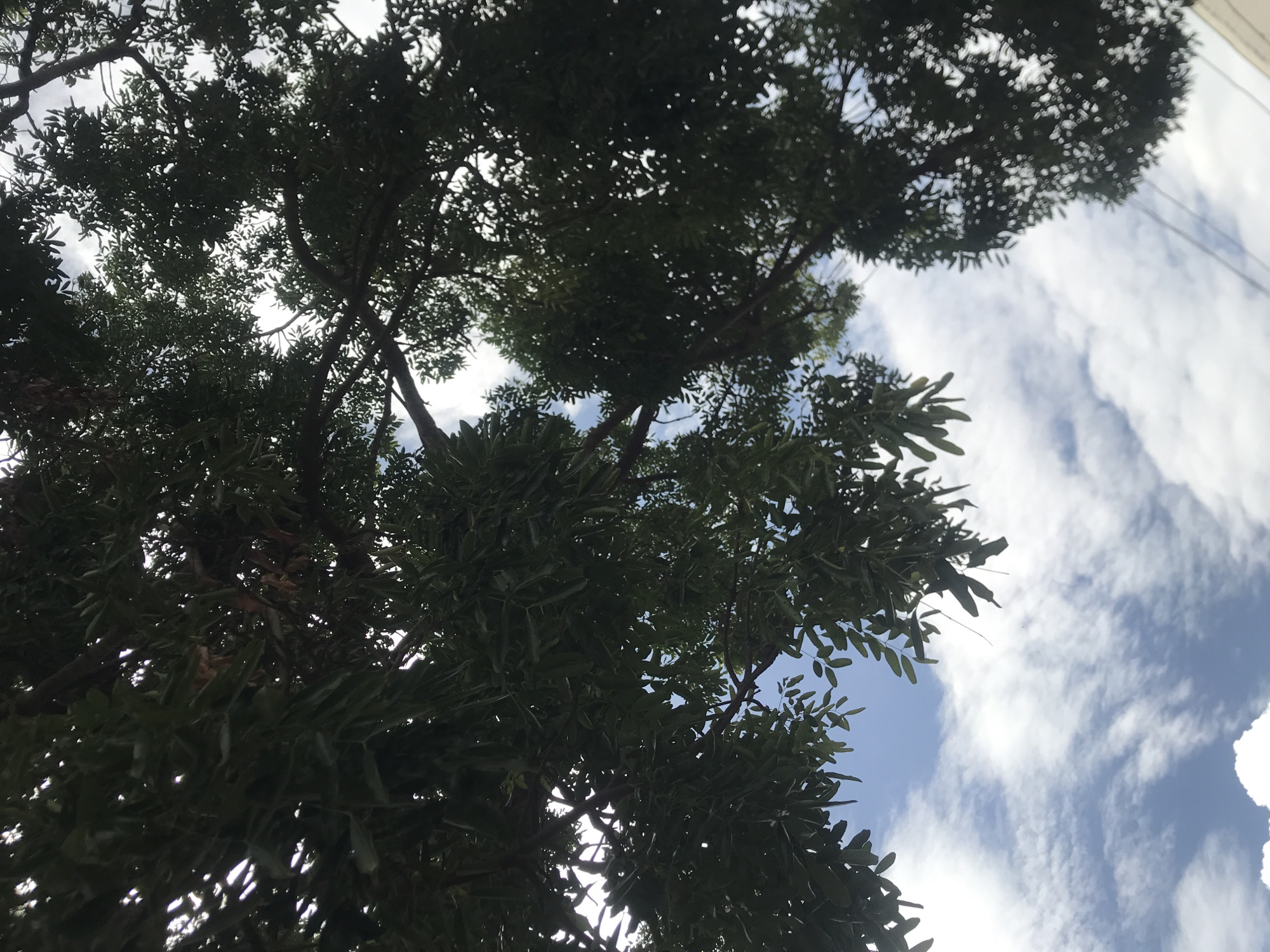 The image displays an upward view into a dense tree canopy against a bright, partially cloudy sky in Rafin Par, Nigeria. Dark green foliage, composed of numerous small, elongated leaves on intricate branches, forms a prominent silhouette across the upper and side portions of the frame due to strong backlighting. Through the gaps in the canopy, sections of light blue sky are visible, filled with scattered white clouds ranging from wispy formations to denser cumulus structures, particularly towards the bottom of the frame. In the lower right quadrant, two faint, dark parallel lines, consistent with utility wires, are discernible traversing horizontally behind the tree branches. No human or animal subjects are present. The scene is an outdoor, static daytime capture.