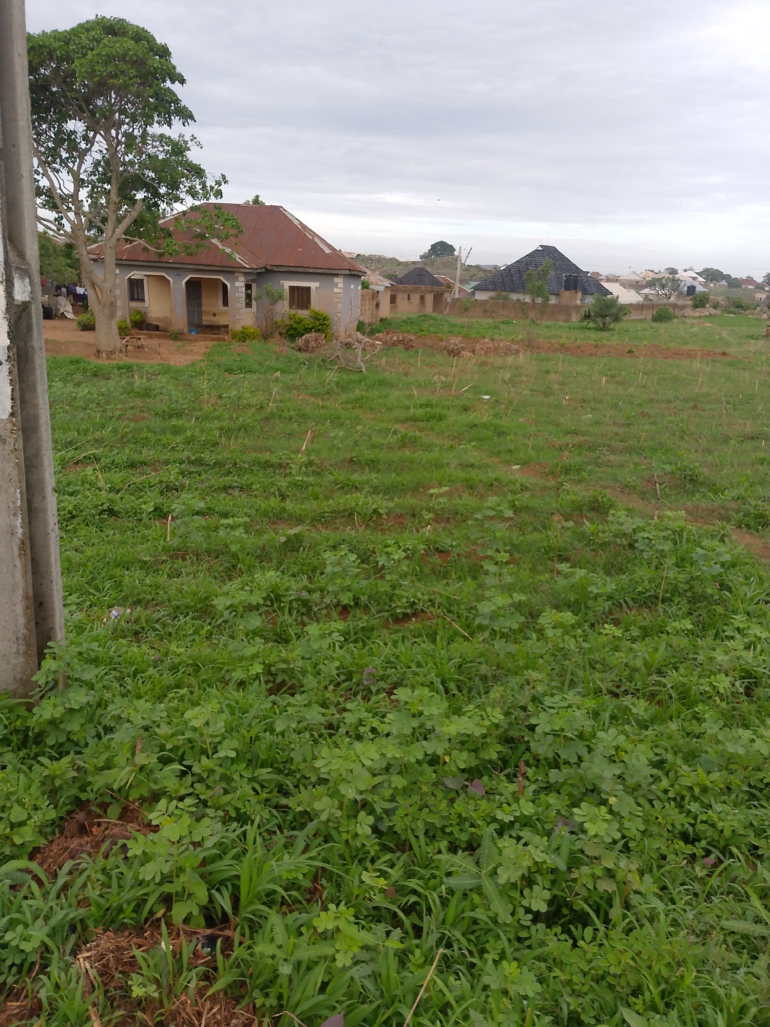 The image depicts a scene in Unknown, Unknown. In the foreground, there is a patch of green grass and clover. To the left of the frame, a concrete utility pole is visible. Moving towards the middle ground, a single-story house is positioned with a rusty metal roof and a light-colored exterior. A tree stands beside the house. In the background, additional buildings can be seen. The sky is overcast.