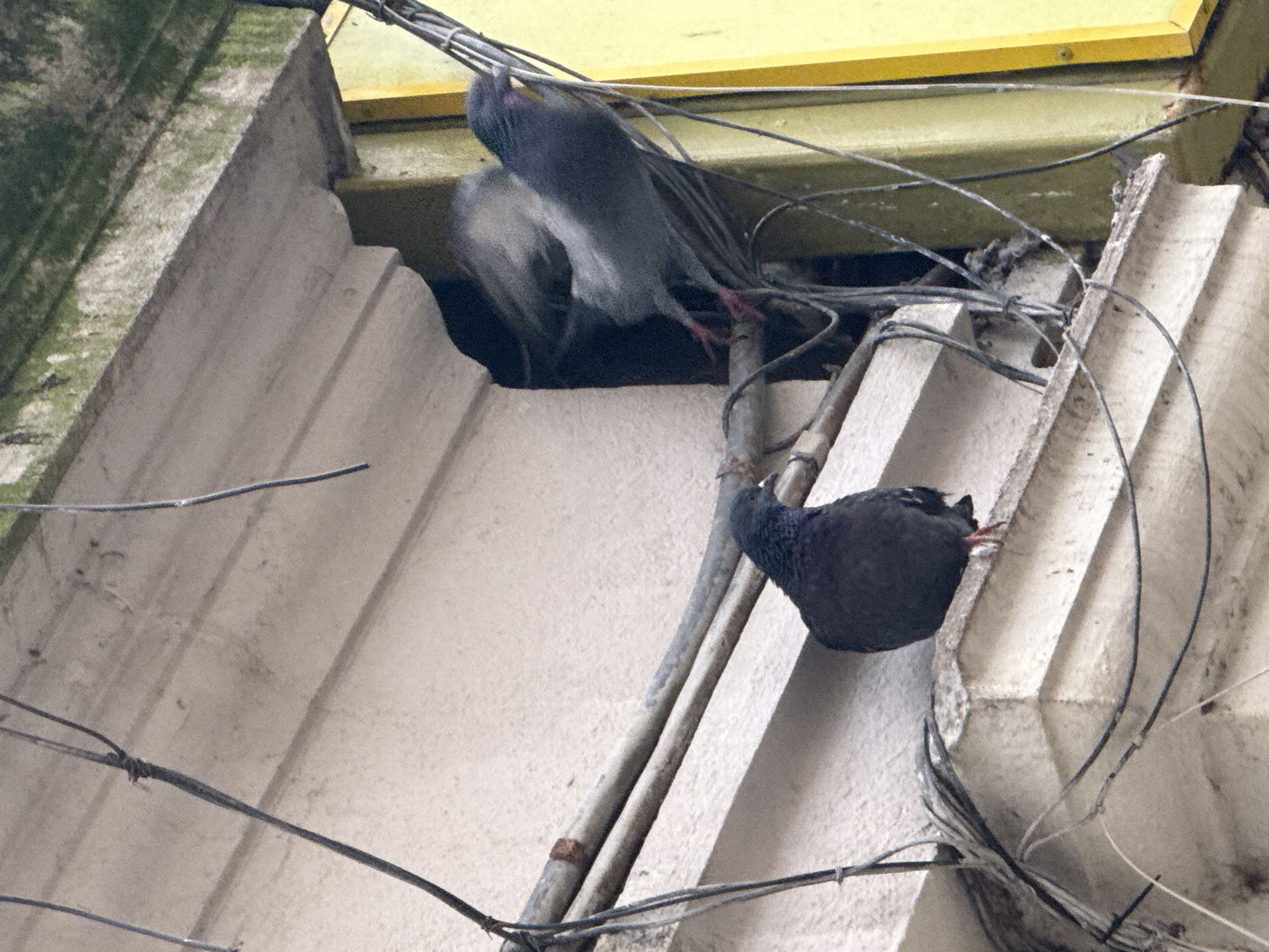 Two pigeons are perched on the exterior of a building in Burgas, Bulgaria. The building has a yellow overhang with exposed electrical wires. The walls are grey and slightly weathered. One pigeon is inside the building while the other is on an exterior ledge. The scene is captured from below.