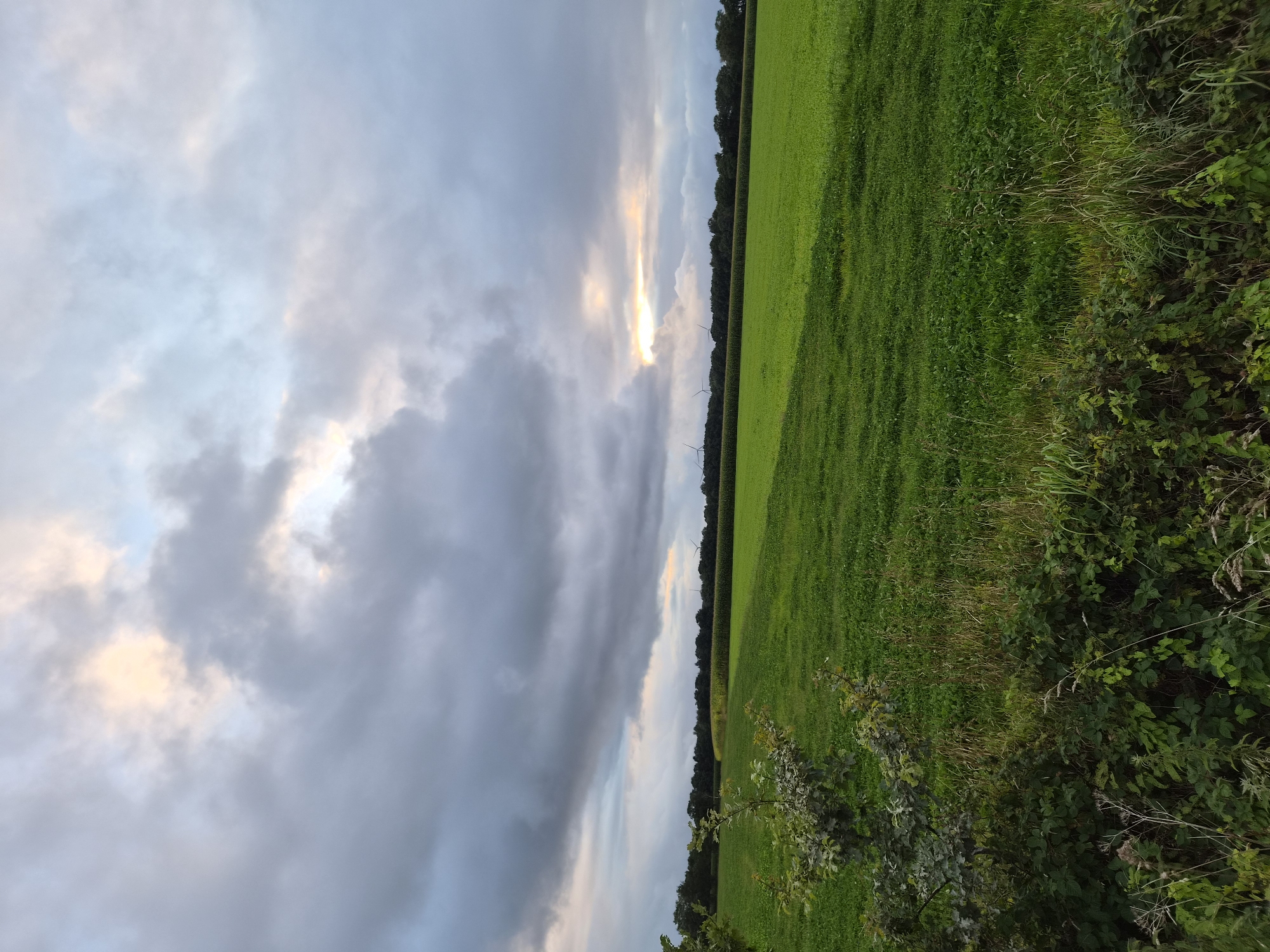 This image depicts a wide agricultural landscape under a dramatic, cloudy sky, likely located in or near Schiffdorf, Germany. The foreground features a dense growth of green foliage and dry grasses along a low embankment. Beyond this, a vast, vibrant green field stretches into the midground, with a noticeable change in texture and possibly crop type in the distance, appearing as a darker, possibly cornfield. A line of trees forms the horizon, behind which several wind turbines are visible. The sky is dominated by heavy, dark grey clouds, but a break in the clouds allows a warm, golden light to illuminate a portion of the sky and cast a subtle glow on the distant landscape. The overall impression is one of a serene, rural environment at dusk or during an overcast day, with the natural beauty of the fields contrasting with the industrial presence of the wind turbines. No people are visible in the scene.