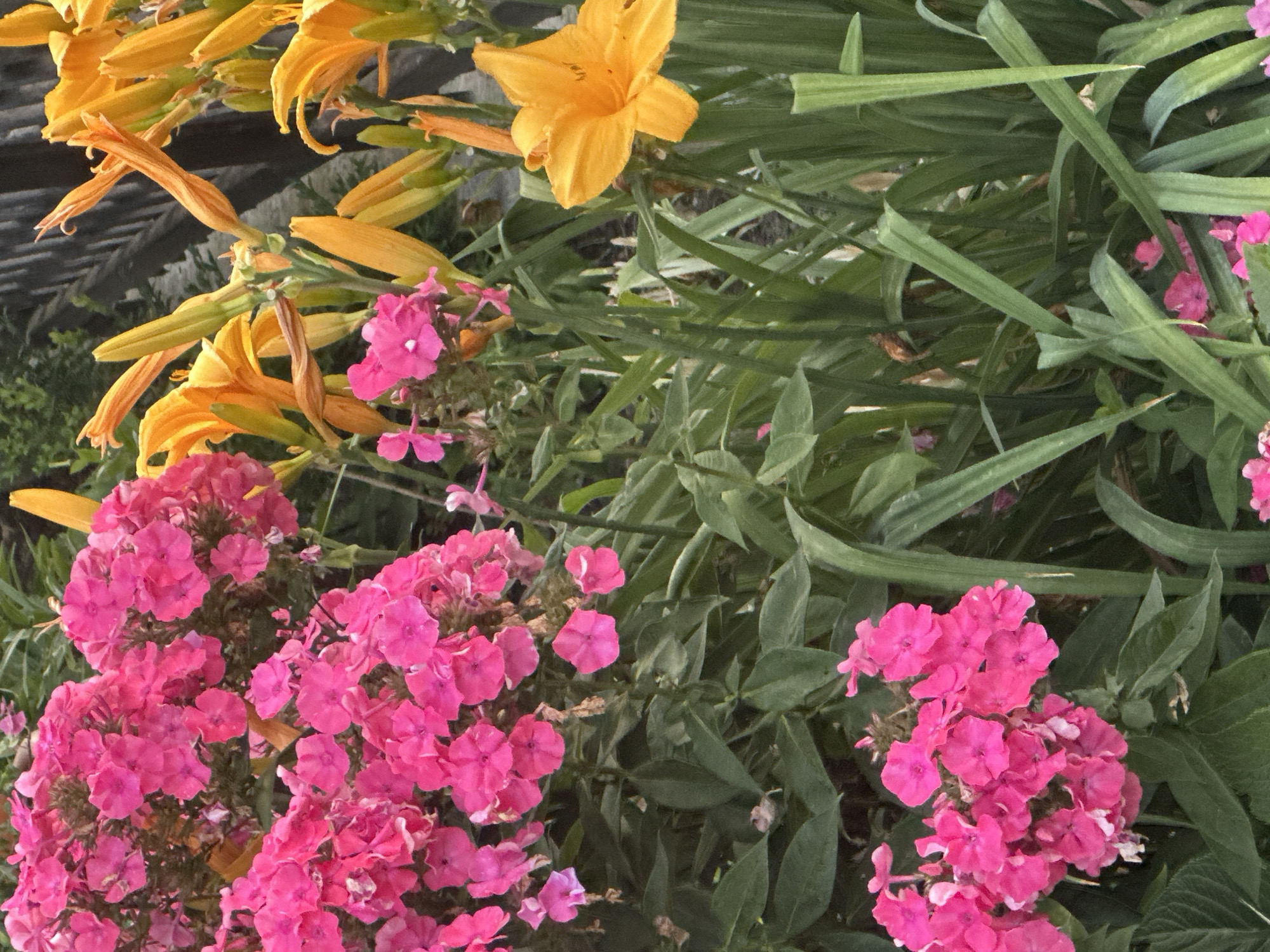 This is a medium shot of a garden with pink phlox and orange daylilies. The flowers are in bloom and take up most of the frame. In the background, a dark wooden fence is visible. The scene appears to be outdoors, possibly in a residential garden or park. There are no people or animals present. The lighting suggests it is daytime. The image does not contain any information that would allow for identification of its specific location in Günzburg, Germany.