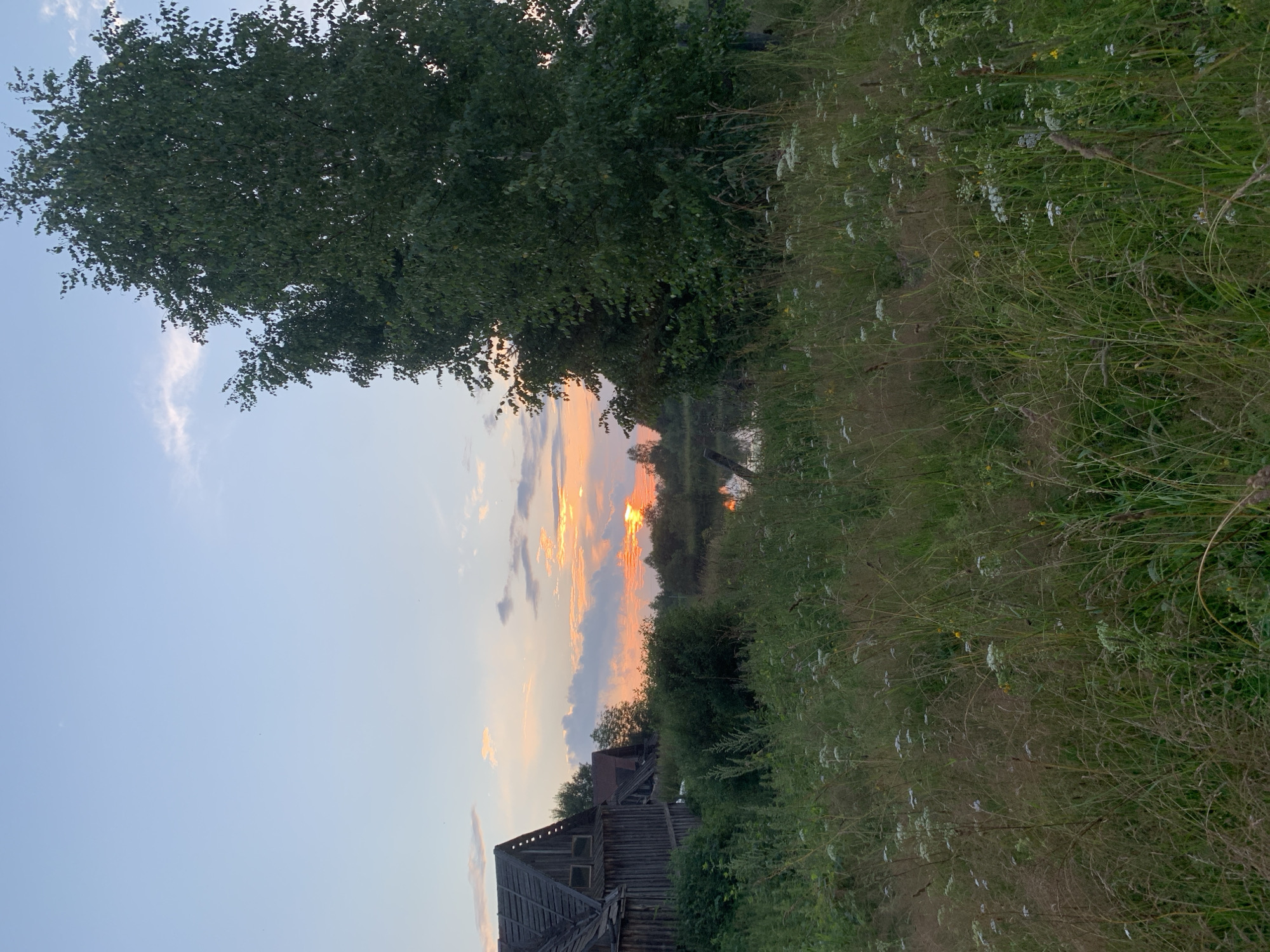 This is a vertical, eye-level, full shot photograph of a rural landscape at sunset. In the foreground, tall grasses and weeds are densely packed, with some white flowers scattered throughout. To the left, the weathered wooden structure of an old house or barn is visible, its roof in disrepair. Behind the structure and to the right, a large, leafy tree dominates the mid-ground. In the background, a body of water reflects the warm colors of the sunset sky, which is filled with orange and pink clouds. The overall setting appears to be in Zasechnyi, Russia, characterized by its rustic architecture and natural environment.