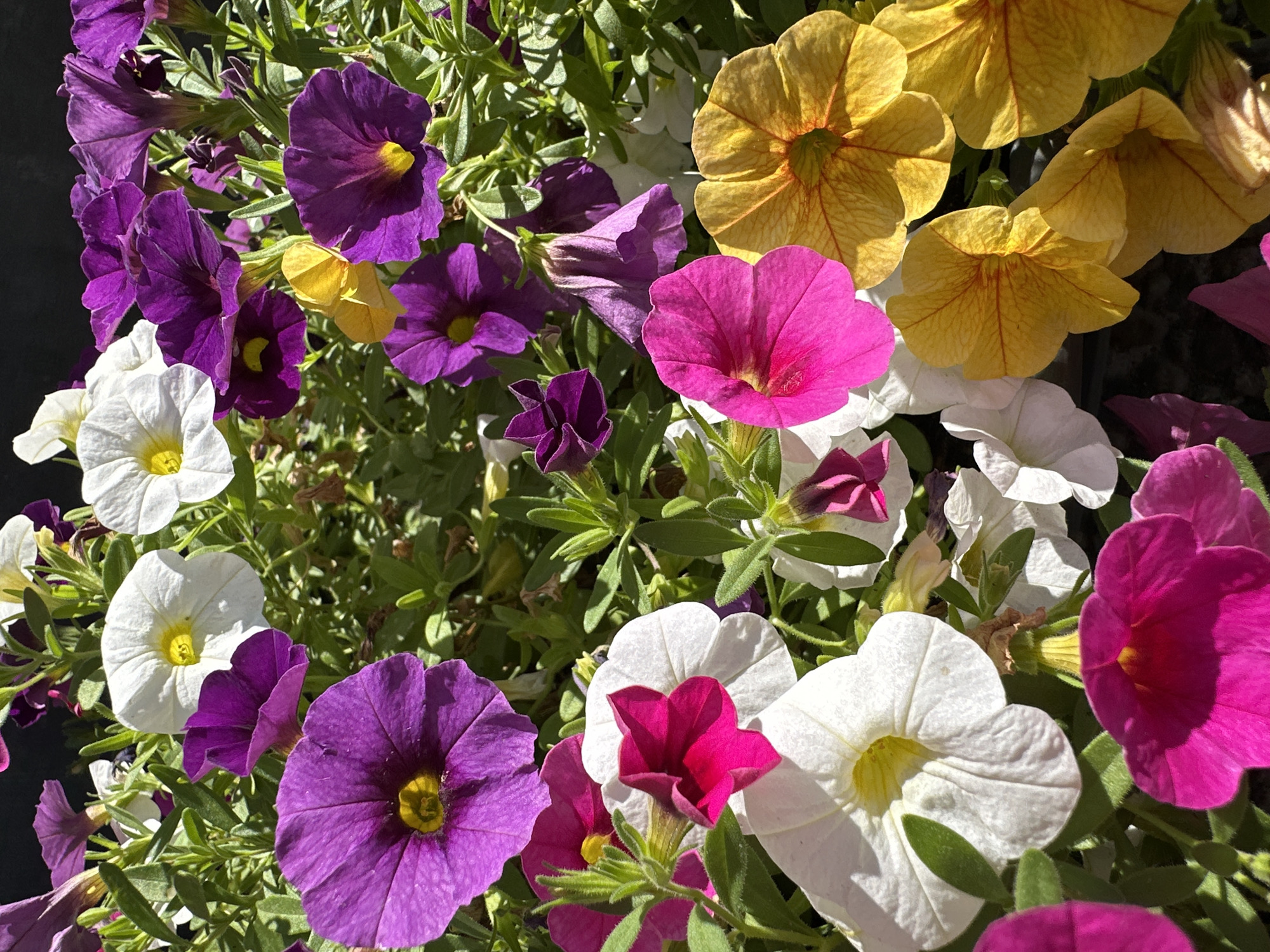 This image shows a close-up view of a densely planted flower bed with a variety of petunia flowers in bloom. The flowers are predominantly purple, white, pink, and yellow. The purple flowers are the most numerous and include both deep violet and lighter shades. The white flowers have a yellow center, as do some of the purple and yellow flowers. The pink flowers are a vibrant fuchsia color. The petals are delicate and trumpet-shaped, with some appearing fully open while others are still partially closed. The foliage is a deep green and forms a lush backdrop to the colorful blooms. The lighting suggests it is daytime, with bright sunlight casting shadows. The image appears to be taken from a slightly elevated angle, looking down into the flower bed. The background is dark, suggesting it may be a wall or shaded area behind the flowers. This scene is likely a public park or garden area, and could be located in the city of Krefeld, Germany, where such flower displays are common in parks like Stadtpark or recreation areas. There are no people or animals visible in the frame, and no specific actions are depicted other than the natural state of blooming flowers.