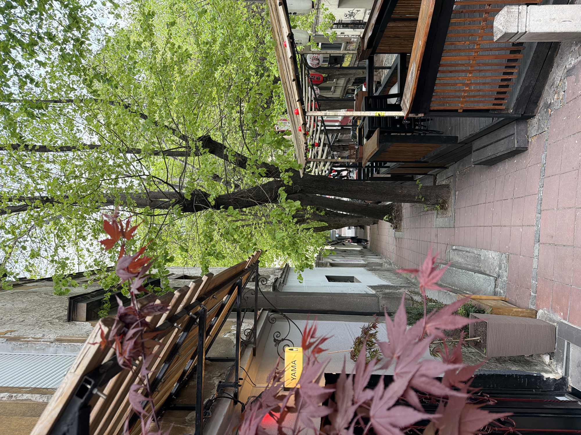 The image depicts a narrow pedestrian walkway in Belgrade, Serbia, flanked by buildings and outdoor restaurant seating. The walkway is paved with reddish-brown tiles. A large tree with green foliage arches over the path, creating a canopy. The left side features buildings with architectural details, including awnings and decorative elements. A rectangular yellow lantern labeled "YAMA" is visible on one of the buildings. The right side of the walkway is lined with outdoor restaurant seating, including wooden tables, chairs, and a wooden deck. People are present in the distance, walking along the walkway. The foreground includes reddish-purple Japanese maple leaves, partly obscuring the view of the buildings.