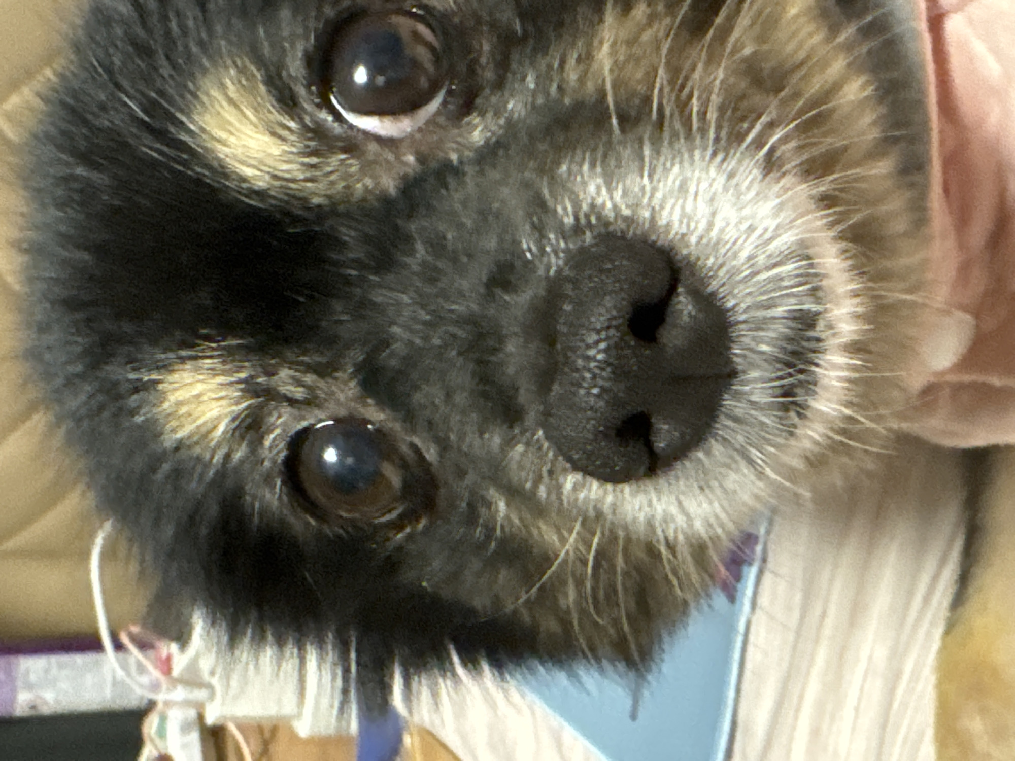 A close-up, head-on shot shows a small, fluffy dog's face. The dog has dark fur with tan markings around its eyes and ears. Its eyes are large and dark, with a slight reflection. The dog's nose is black and wet, and it has white whiskers. The background is blurry and appears to be indoors. There is a blue object to the left of the dog, and a pink fabric item at the bottom of the image. The image does not contain any information about the city of Gölbaşı, Turkey.
