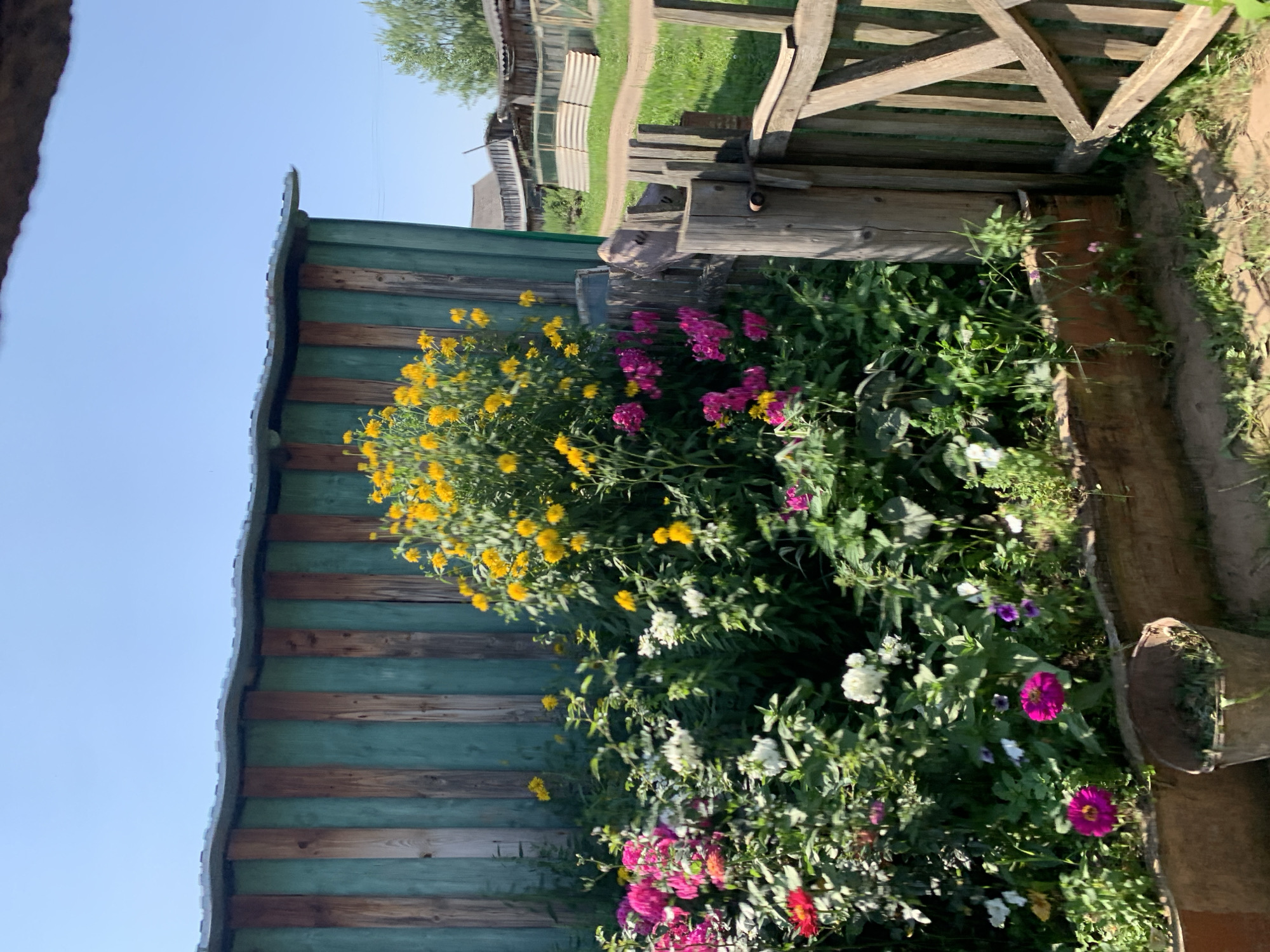 The image depicts a vibrant flower garden in front of a weathered green and brown wooden building, possibly a shed or outhouse, located in Panteleevka, Russia. The garden is densely packed with a variety of flowers in shades of yellow, pink, magenta, red, and white, with lush green foliage. Prominent among the flowers are tall yellow blooms, likely sunflowers or similar varieties, and clusters of pink and magenta flowers, possibly dahlias or peonies. In the foreground, a rustic wooden gate with a simple latch stands open, revealing a path and more greenery beyond. A weathered bucket, partially filled with debris, sits on the ground to the left of the gate. The scene is bathed in bright sunlight, casting shadows on the ground and highlighting the colors of the flowers and building. The sky is a clear, light blue, suggesting a sunny day. In the background, glimpses of other wooden structures, possibly part of a rural settlement or farm, can be seen, along with a dirt path winding through the grass.