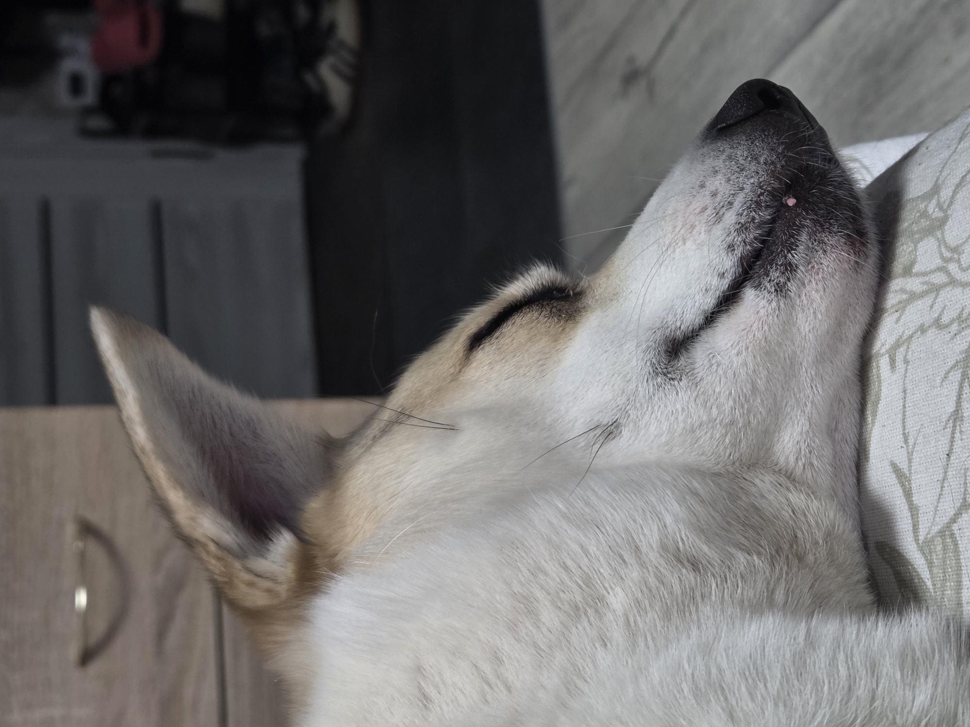 A close-up photograph shows a dog sleeping on a pillow. The dog is lying on its back, with its head tilted upwards. Its eyes are closed and its nose is pointed towards the ceiling. The dog's fur is white and tan, and its ears are pointed upwards. The pillow is white with a floral pattern. The background is blurred, but it appears to be a room with wooden walls. There are no people visible in the image. The location is unknown.