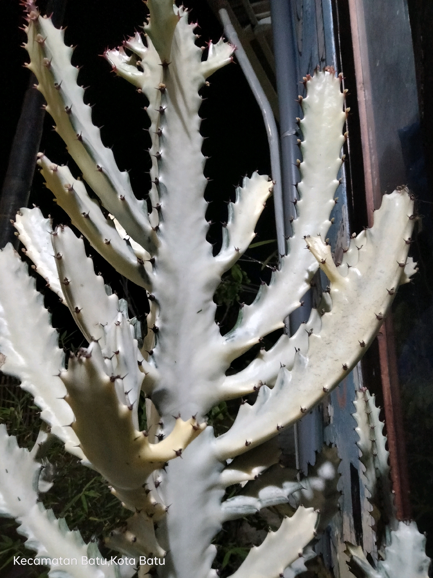 A close-up, low-light photograph captures a white cactus with thorny, irregular stems. The cactus is the dominant subject, filling most of the frame. Its branches extend outwards, some appearing to reach towards the right edge of the image. The background is dark and out of focus, with hints of greenery and a vertical, dark, metallic structure on the right. The bottom left corner of the image contains text that reads "Kecamatan Batu, Kota Batu," indicating the location is Batu District, Batu City, Indonesia. The lighting appears to be artificial, creating shadows and highlights on the cactus's surface.