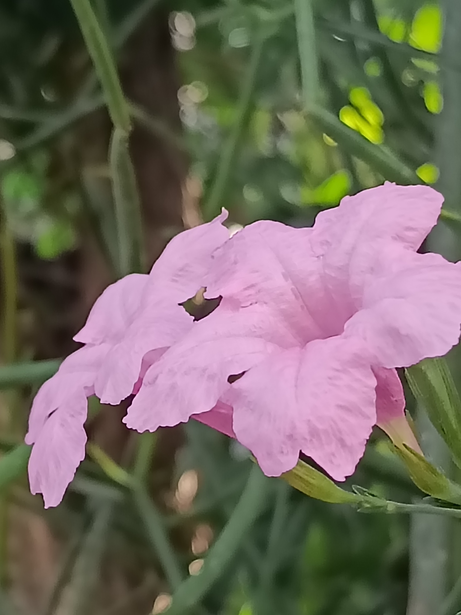 This is a close-up, eye-level shot of a pink flower in a garden setting. The flower, likely a Mexican petunia, is the main subject, with its delicate petals in focus. The background consists of out-of-focus green foliage and some bright, blurred green and white circles that suggest sunlight filtering through leaves. The image appears to have been taken outdoors, in natural light, possibly in the morning or late afternoon given the soft lighting and bokeh effect. There are no people or identifiable man-made structures visible in the frame. The image's visual characteristics suggest it could be from a garden or park area, and without further context, it is difficult to pinpoint an exact location within Kediri City, Indonesia.