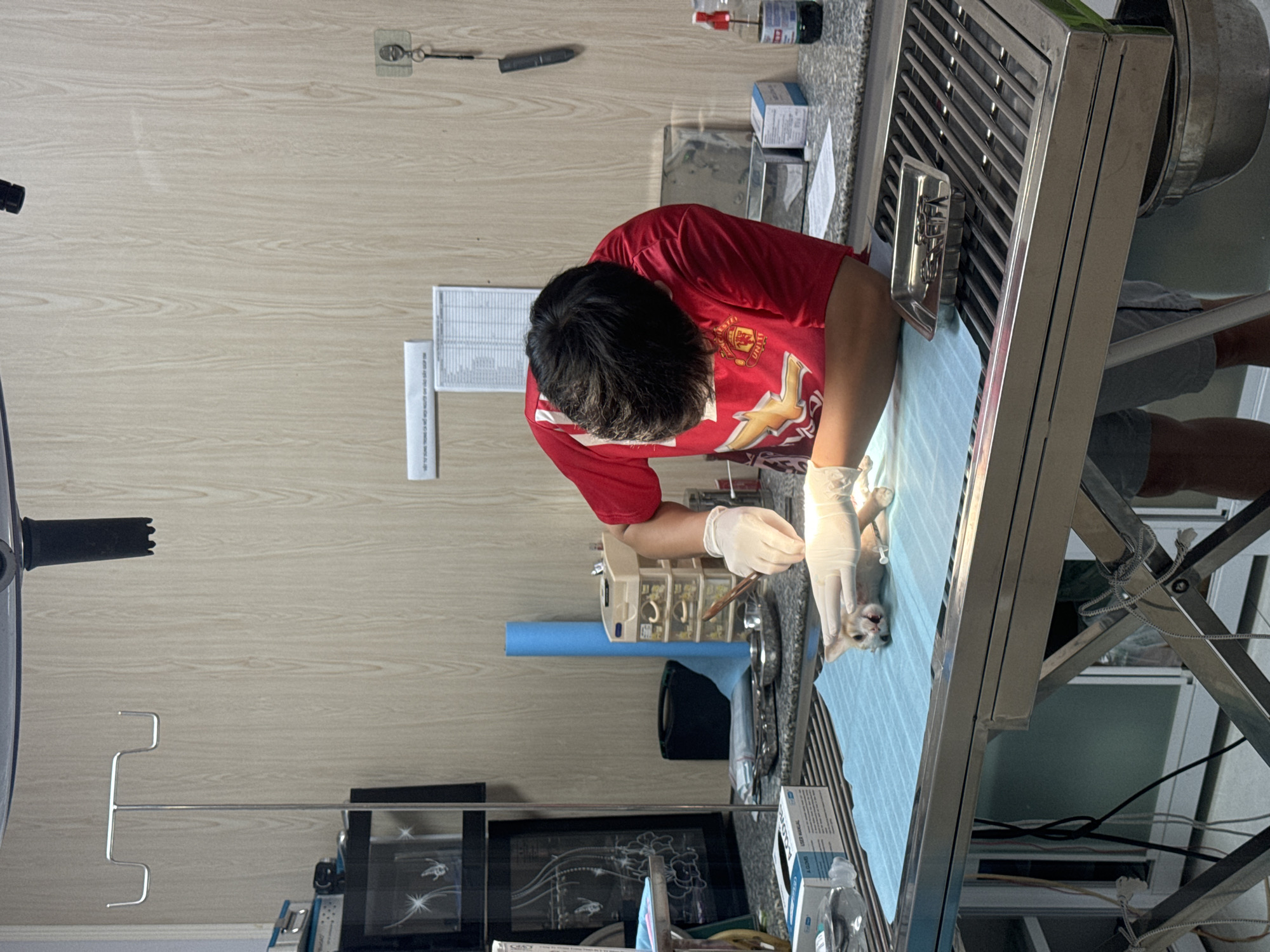 In a room with light wood-paneled walls, a person wearing a red shirt and white gloves is performing a procedure on a small, light-colored animal lying on a blue pad on a metal examination table. The animal appears to be a kitten. The person is leaning over the animal, holding instruments. In the background, there is an IV stand, a stack of plastic drawers, a roll of blue paper, and a shelf with what appear to be medical images. On the examination table, to the right of the animal, is a tray containing surgical instruments. A metal basin is visible beneath the table. The overall setting suggests a veterinary clinic or hospital. The scene is located in Phu Thuy Ward, Vietnam.