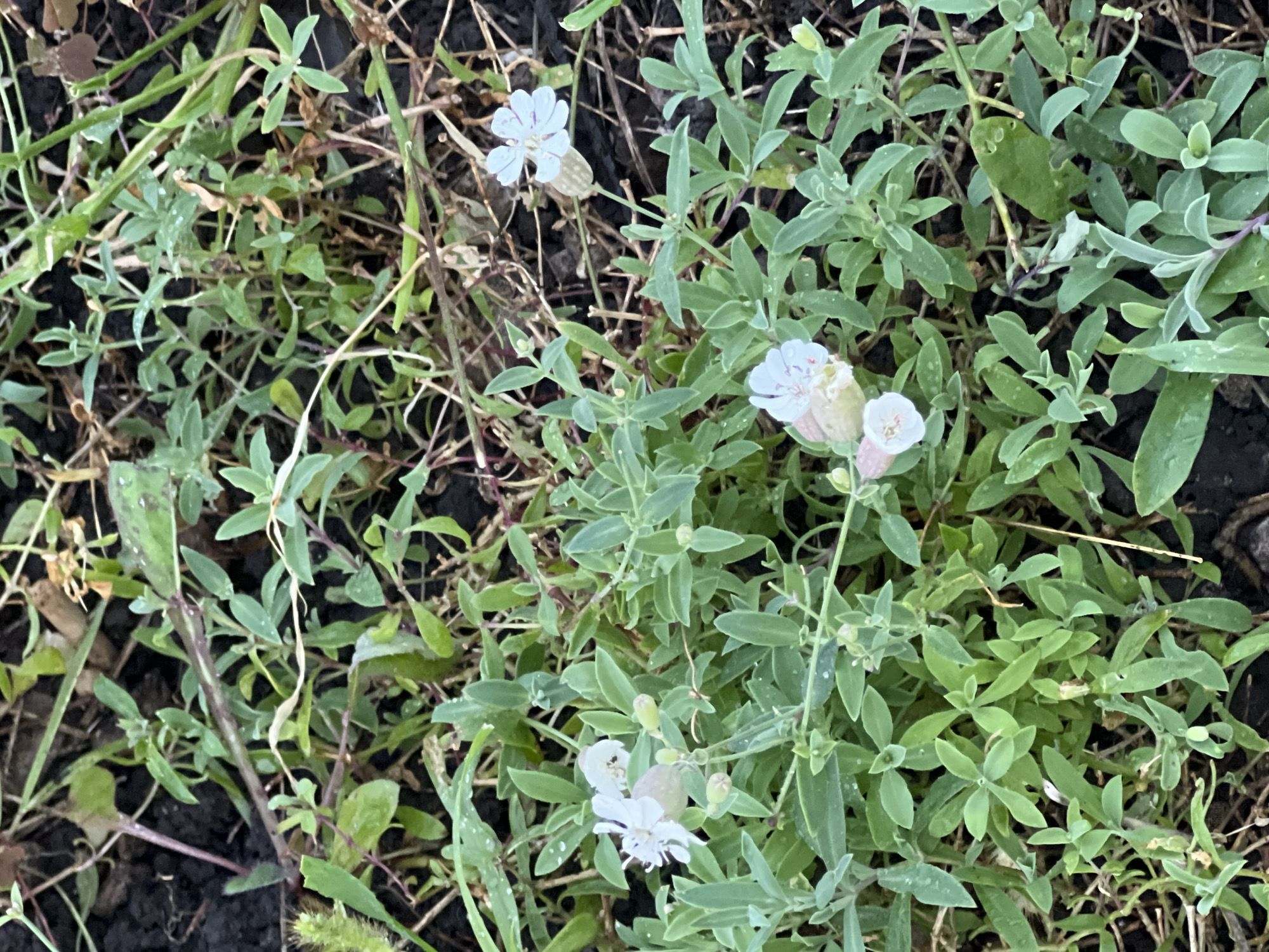 The image displays a close-up, overhead view of a patch of ground in Lopatino, Russia, covered with lush green foliage and several small white flowers. The plants have numerous oval-shaped leaves arranged oppositely along thin stems. Four delicate white flowers are visible, each with five petals. Two of the flowers are fully bloomed, while the others are in various stages of opening or are buds. The ground beneath the plants appears to be dark soil with scattered dry grass and twigs. Water droplets are visible on some of the leaves, suggesting recent rainfall or dew. The overall scene depicts a natural, undisturbed area. There are no people or animals present in the image.
