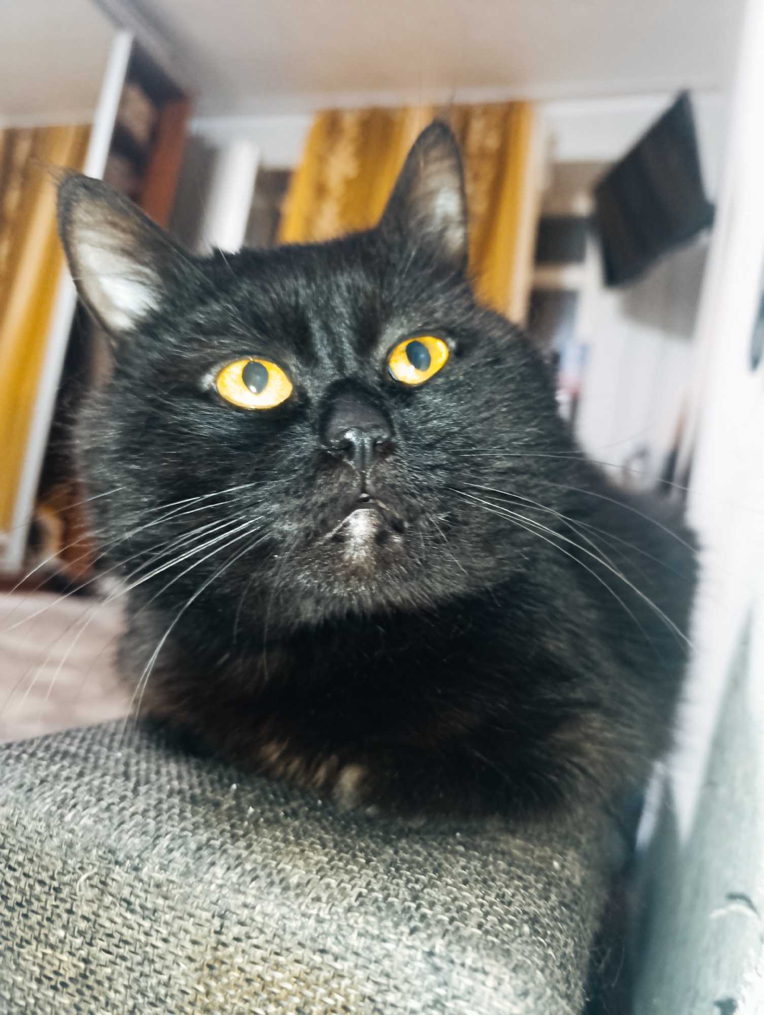 A black cat with bright yellow eyes is seated on a textured grey couch, looking directly at the camera. The cat's fur is dark and appears somewhat fluffy, with prominent white whiskers. A small patch of white fur is visible on its chin. The background is blurred and shows elements of an indoor setting, including what appear to be curtains and furniture, suggesting a domestic environment within the city of Zlatopil, Ukraine.