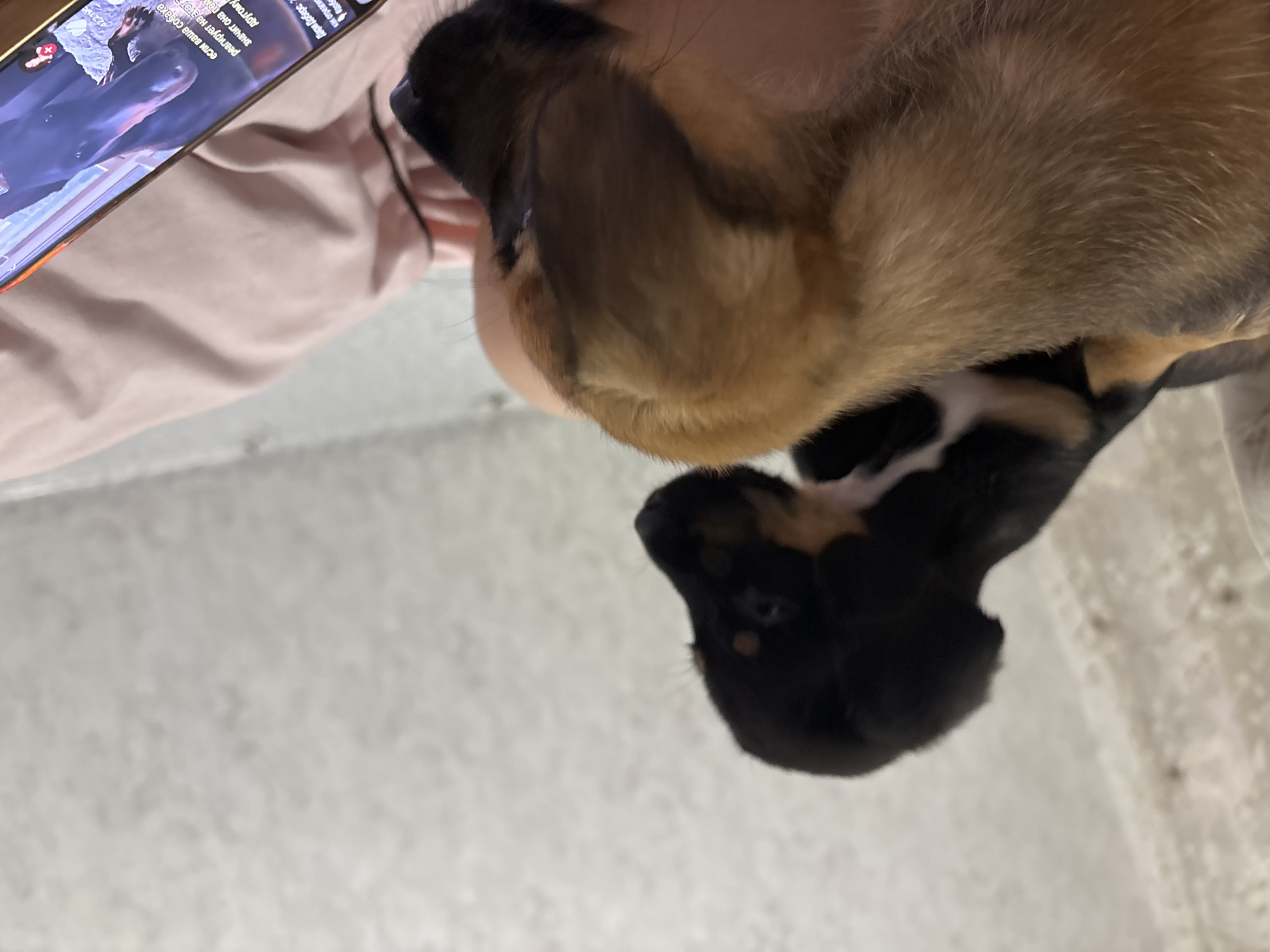 The image captures a close-up, top-down perspective of two puppies near a person holding a smartphone. The scene appears to be indoors, possibly on a bed or sofa, indicated by the pink fabric in the upper left.
The primary subjects are two puppies. One puppy, predominantly brown with tan fur, is in the foreground, seen mostly from its back and head. Below and slightly behind it is another puppy, black with tan and white markings, whose head is visible, looking towards the right. The puppies appear calm and relaxed.
A person is partially visible, suggested by the pink fabric (possibly clothing or a blanket over a leg/arm) and the hand holding a smartphone in the upper left corner. The smartphone screen is active and displays a video or image featuring a dark-colored dog.
Visible text on the phone screen, in Russian, reads: "Дари Доберо" (Dary Dobro), "как отреагир" (how react), "если ваша собака" (if your dog), "значит она пол" (then she is full/half), "другому" (differently/another way), and "реагирует на этот" (reacts to this). This text suggests the content on the phone screen is related to dog behavior or reactions.
The background is a light, slightly textured surface, possibly a floor or another blanket. The lighting is soft, indicating an indoor setting without strong direct sunlight.