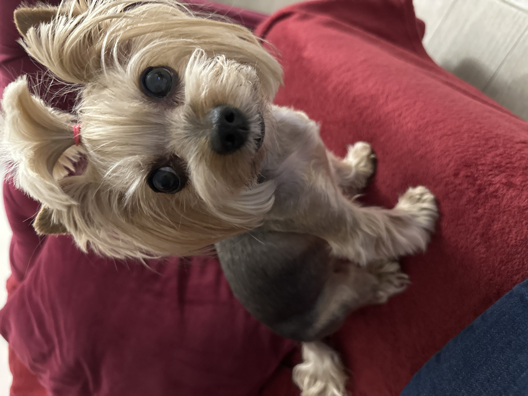 A small Yorkshire Terrier dog with blonde and gray fur is sitting on a red, plush surface. The dog is looking up towards the camera with wide, dark eyes. It has a black nose and its blonde hair is styled in a small ponytail on top of its head, secured with a pink band. Part of a blue denim leg is visible on the bottom right. The background appears to be a brightly lit indoor space. There is no specific information to suggest the location is in Sofia, Bulgaria.