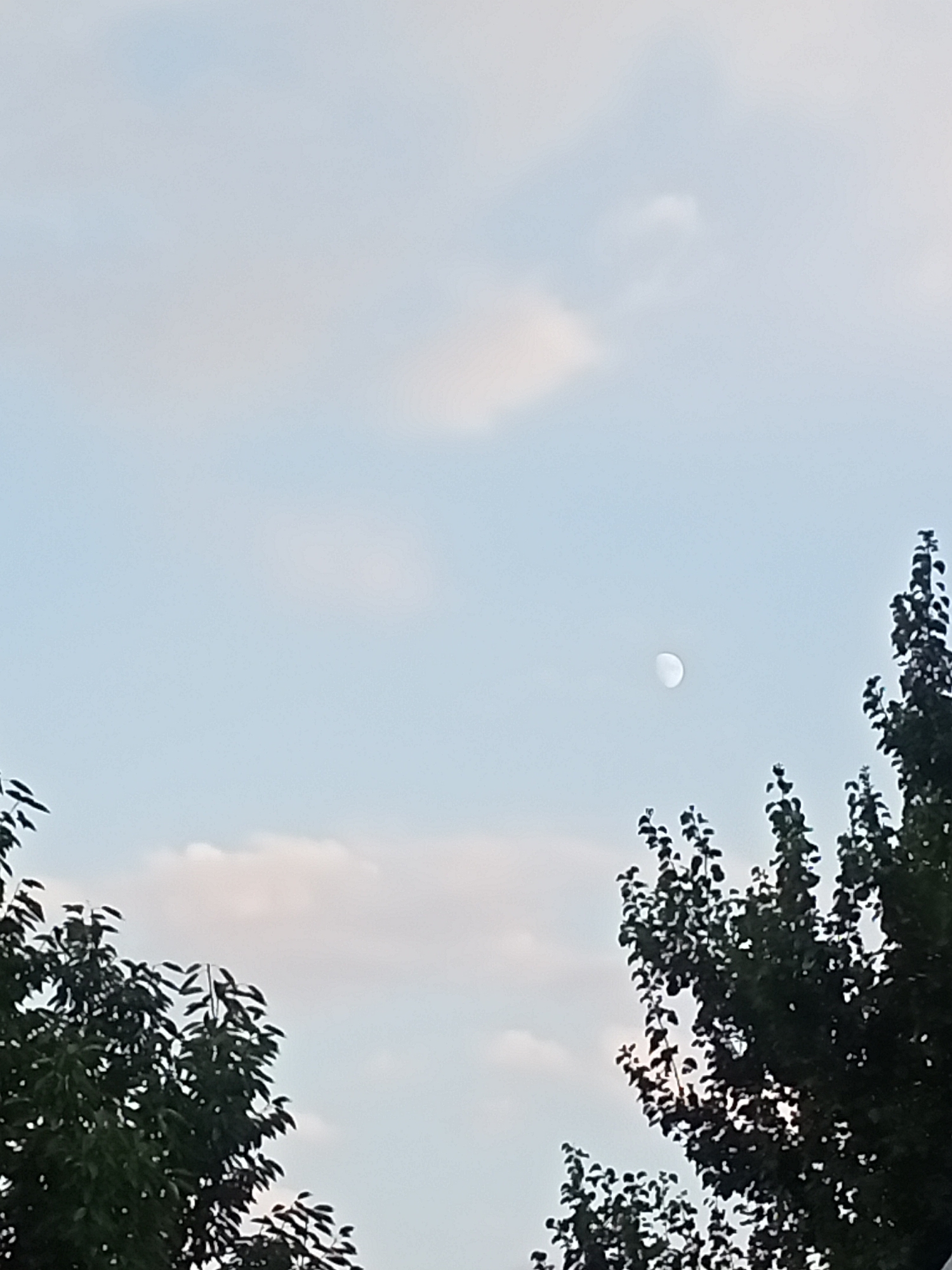 The image shows a clear sky with a half-moon visible. Two trees, one on the left and one on the right, frame the sky. The tree on the left is closer to the camera and appears to be a leafy deciduous tree, with its branches reaching towards the center of the frame. The tree on the right is also leafy and appears to be taller, with its branches extending higher. The sky is a light blue with some wispy clouds. The image was taken in Sokuluk, Kyrgyzstan, where the sky is often clear and the moon is visible during the day.