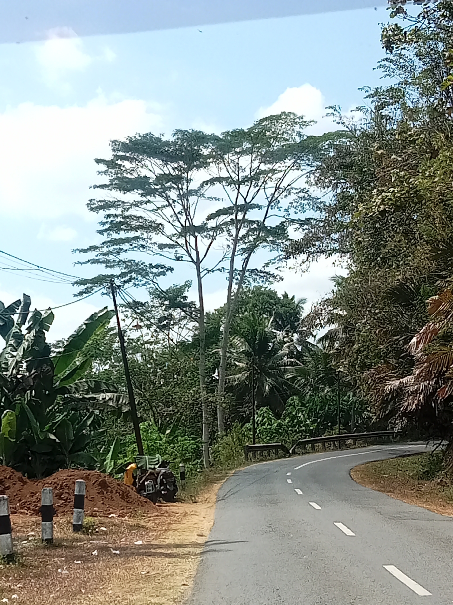 The image depicts a winding asphalt road cutting through a lush, green, tropical landscape. The road is marked with dashed white lines, indicating a curve to the right. On the left side of the road, there is a pile of red soil, and in front of it, three concrete posts with black and white stripes serve as bollards. Behind the soil pile, a tractor is parked, with a person wearing a yellow garment visible on it. Power lines run diagonally across the scene, supported by a wooden pole. The surrounding environment is characterized by dense vegetation, including large-leafed plants like banana trees, and tall trees with flat canopies. The sky is partly cloudy with a light blue hue. In the background, a metal guardrail lines the edge of the road, and further back, more trees and foliage fill the frame. The overall scene suggests a rural or semi-rural setting in Gambarsari, Indonesia, likely a roadside under development or construction, given the soil pile and the presence of the tractor.
