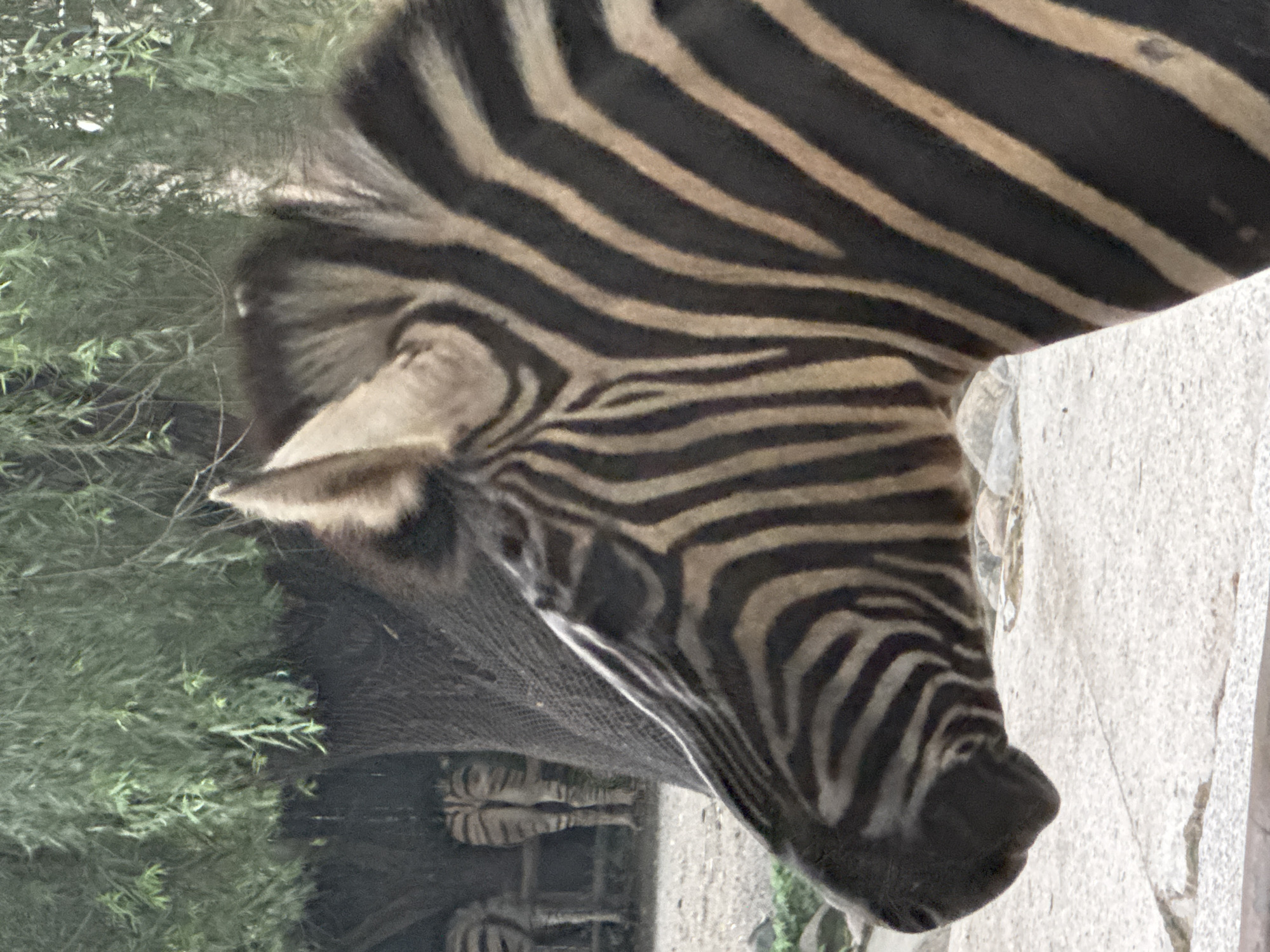 An image shows a close-up of a zebra's head and upper body. The zebra is facing left, with its striped pattern clearly visible. In the background, two other zebras are visible, with their hindquarters and legs showing. They are standing near a tree with lush green foliage. The ground appears to be a mix of dirt and gravel. The scene is likely in an outdoor enclosure at a zoo or wildlife park. There is no indication of the city of Pudong, China.