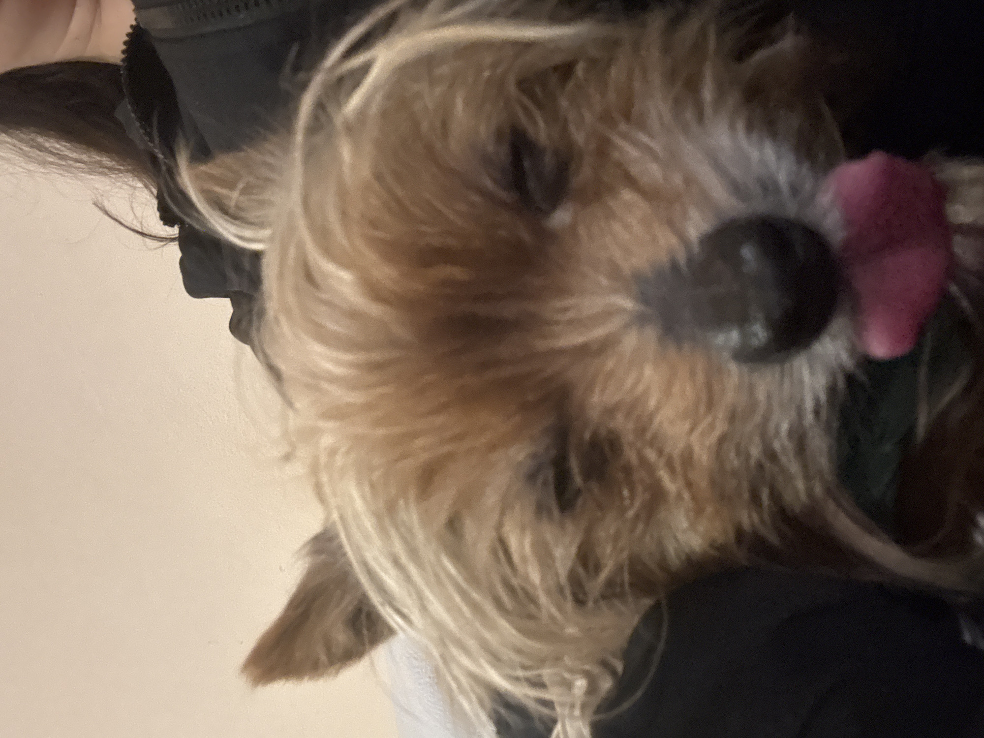 The image shows a close-up of a small, fluffy dog with brown and blonde fur. Its nose is dark, and its pink tongue is sticking out. The dog is being held, as evidenced by the presence of dark clothing in the background. The background is a plain off-white wall. The photograph appears to be taken indoors. No information suggests the location is Burgas, Bulgaria.