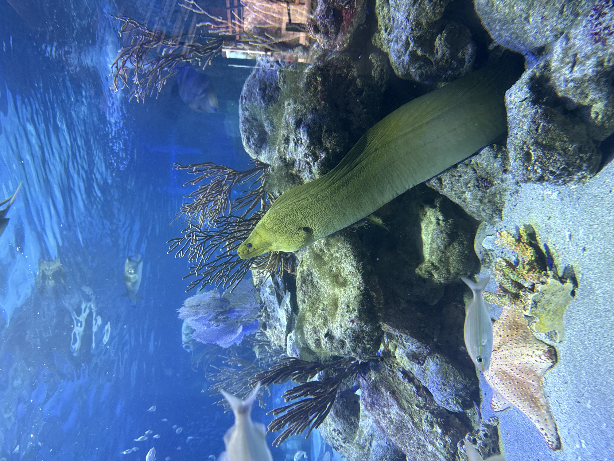 A green moray eel is visible in an aquarium, with its head and upper body protruding from behind rocks and coral. The eel is a pale green color and has its mouth slightly open, revealing a darker interior. The aquarium contains other marine life, including a starfish and several small fish, as well as various types of coral and rocks. The water is blue and clear, with light filtering down from the surface. The image appears to have been taken at the Acuario y Museo del Mar del Rodadero in Santa Marta, Colombia.