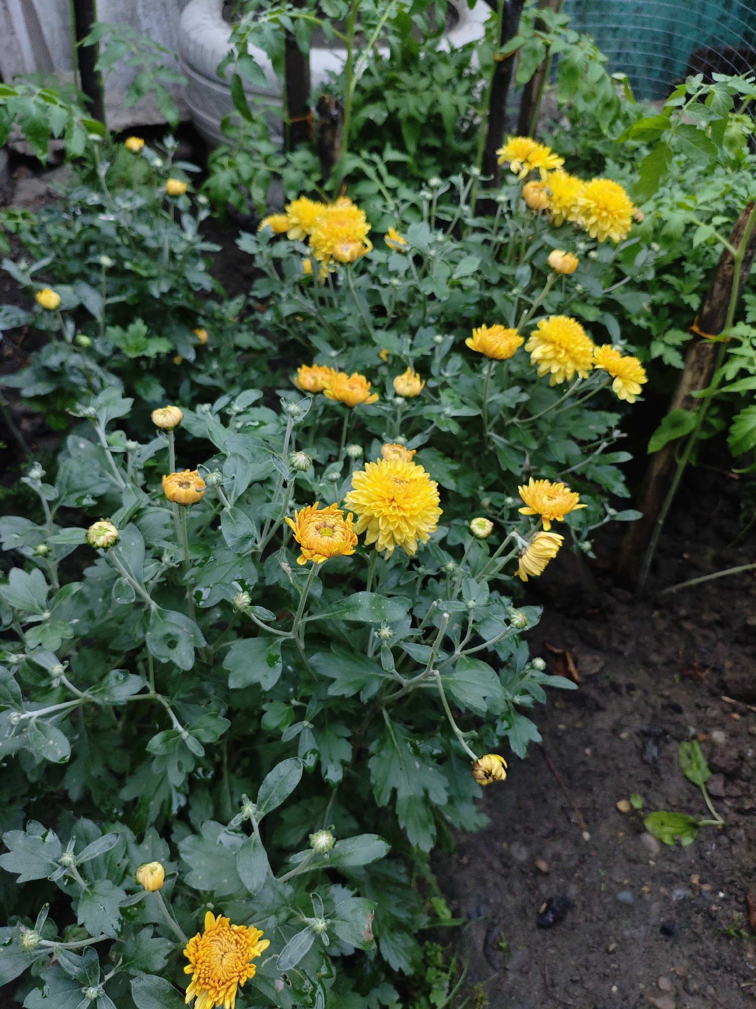 In the city of Krasnaya Polyana, Russia, an outdoor scene displays a cluster of yellow chrysanthemums in bloom, interspersed with green foliage and a few unopened buds. The flowers are at various stages of development, with some fully open and others still emerging. The surrounding environment consists of dark, moist soil, suggesting recent rain or watering. In the background, a rough fence made of wooden posts and netting is visible, along with a blurred concrete structure and some indeterminate green plants, possibly tomatoes, given their characteristic leaf shape. The overall impression is that of a garden or naturalized area after a period of rain, with the chrysanthemums being the primary focus of the image.
