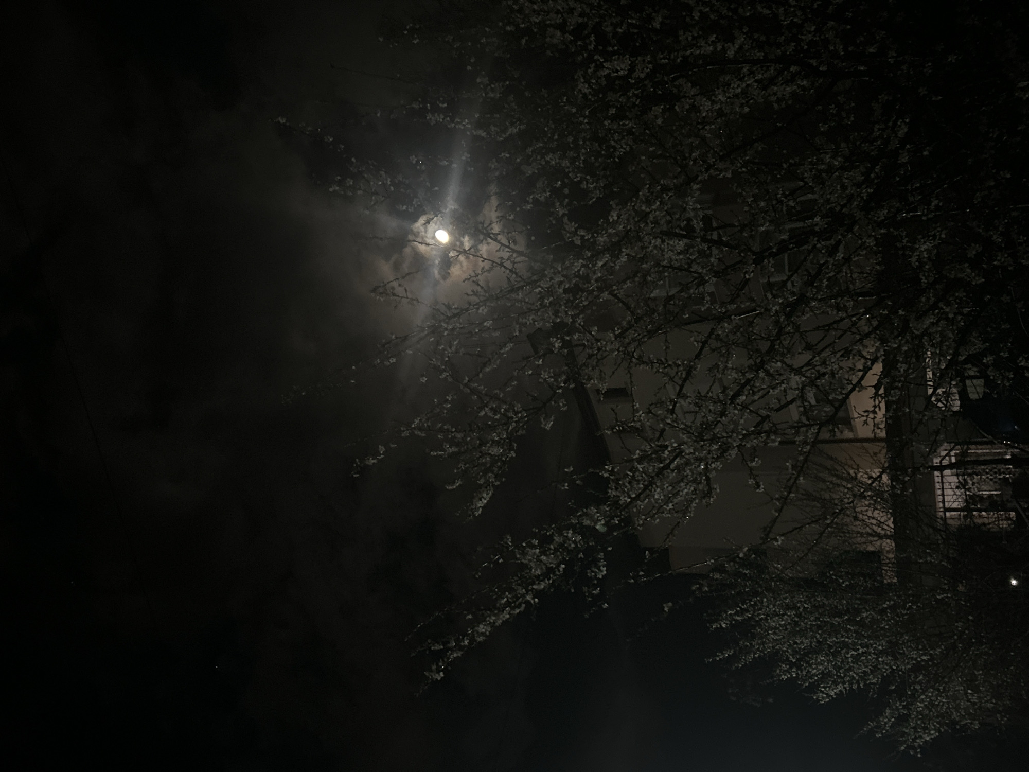This image captures a nighttime scene in Zlatograd, Bulgaria. A bright, circular moon is visible in the upper right quadrant, partially obscured by dark, wispy clouds, emitting a prominent light ray diagonally downwards to the right. In the foreground, dense branches of a tree or multiple trees, covered in numerous small, light-colored blossoms, occupy the lower and middle sections of the frame. Behind the trees, a multi-story building with a light-colored facade is discernible, featuring windows on its upper levels and a lower section with a visible railing structure. The overall environment is dark, with the moon providing the primary illumination. No individuals are present.