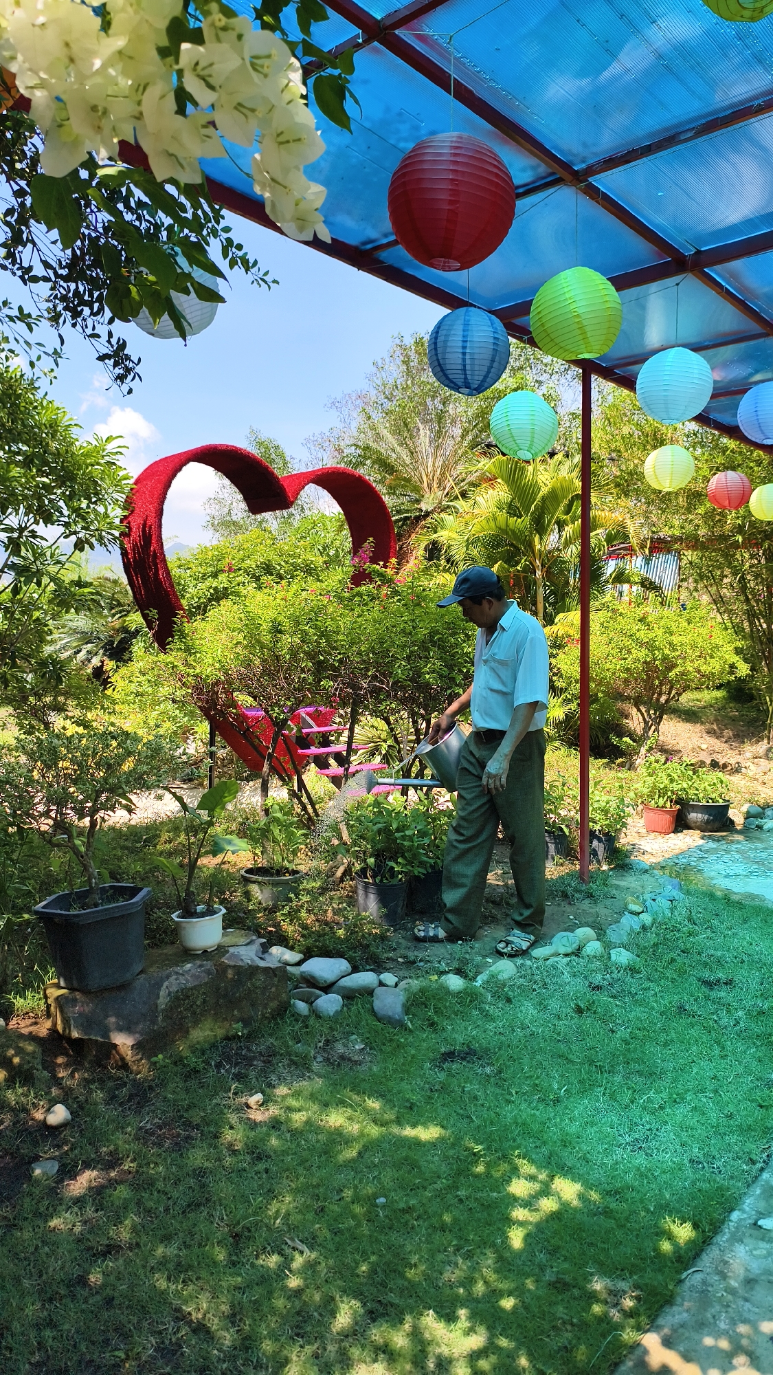 In Nam Nha Trang Ward, Vietnam, an elderly man wearing a light-colored shirt, dark pants, and a blue cap is watering plants in a garden. He is holding a silver watering can and is in the process of pouring water onto a lush green plant. The garden is vibrant with various plants, including trees and bushes. A prominent feature of the garden is a large, heart-shaped sculpture made of red material. Above, a blue canopy is decorated with colorful paper lanterns in red, blue, green, and yellow, suspended by strings. White flowers are also visible hanging from branches. The ground is covered with grass and scattered stones, with several potted plants arranged around the area. The overall setting suggests a well-maintained outdoor space, possibly a garden or a park.
