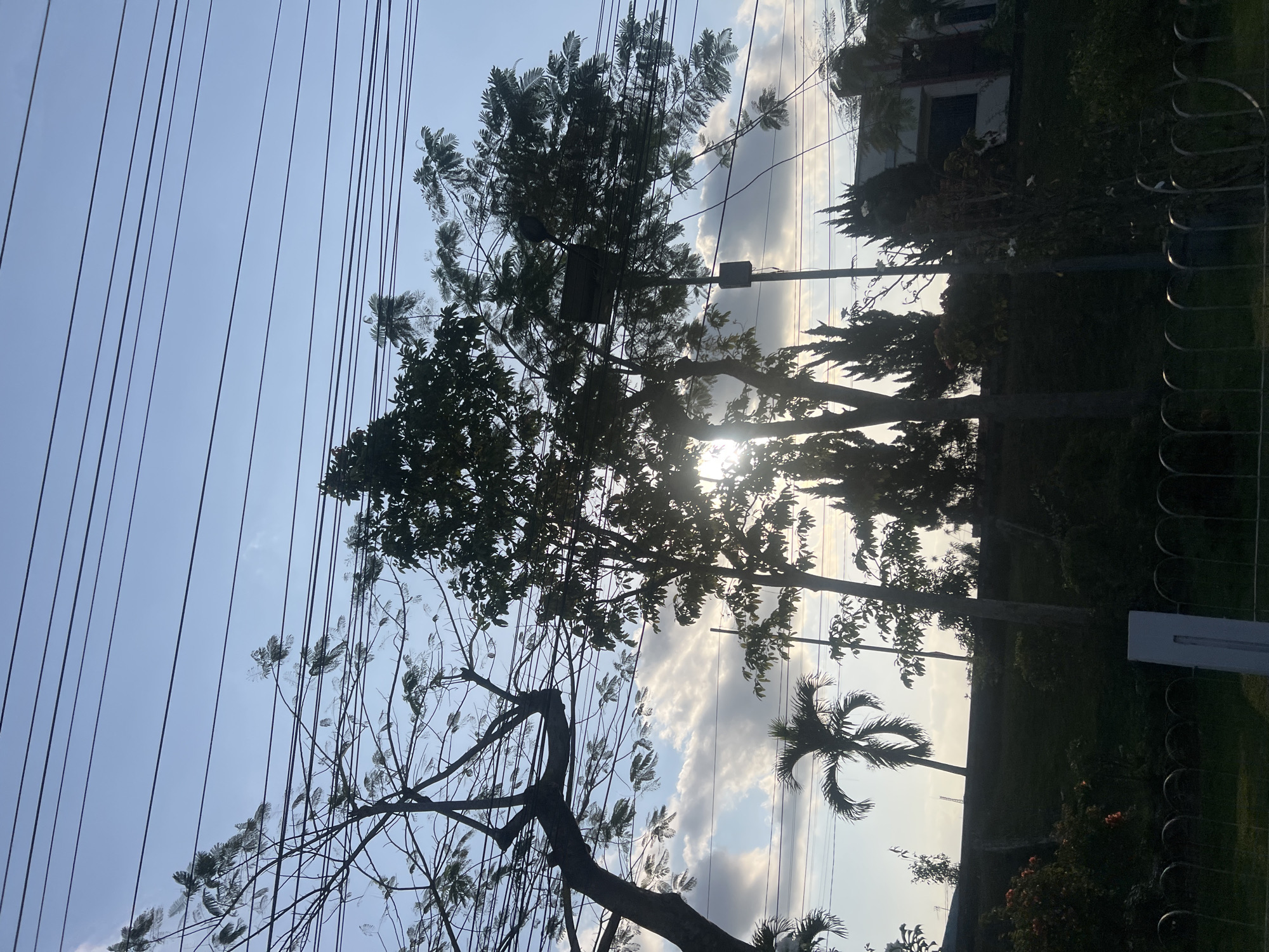 The image captures an outdoor scene at dusk, possibly in Magelang, Indonesia, as suggested by the context. The sky is a pale blue with wispy clouds, and several power lines crisscross the frame from left to right. In the foreground, silhouetted trees with sparse foliage are visible, some with delicate branches reaching towards the sky. The sun, a bright orb partially obscured by leaves and branches, casts a warm glow.
To the left, a larger tree with a dark trunk and intricate branches dominates the view. In the middle ground, more trees, including a palm tree with its distinctive fronds, are silhouetted against the sky. A lamppost with a light fixture and a rectangular box attached to it stands near the center. In the background, a building with a dark roof and windows is partially visible, situated on a grassy slope. The overall impression is one of a serene, late afternoon or early evening setting, with nature and man-made structures coexisting.