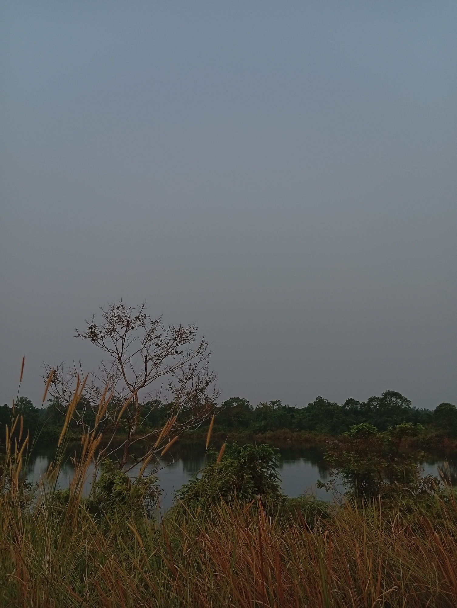 The image depicts a serene natural landscape, likely a body of water bordered by lush vegetation, viewed from a grassy embankment. The foreground is dominated by tall, dry grasses in warm, earthy tones, their feathery tops swaying gently. Behind the grasses, a few bare branches of a tree are visible, silhouetted against the overcast sky, suggesting it might be late autumn or early spring. The middle ground features a calm body of water, reflecting the muted colors of the surroundings. The far bank of the water is lined with dense, dark green trees, forming a thick forest canopy that stretches across the horizon. The sky is a uniform, pale gray, indicating overcast weather or twilight. There are no people or structures visible in the scene. The overall impression is one of tranquility and untouched nature. This scene could be located in the outskirts of Kualu, Indonesia, where natural bodies of water and abundant vegetation are common features of the landscape.