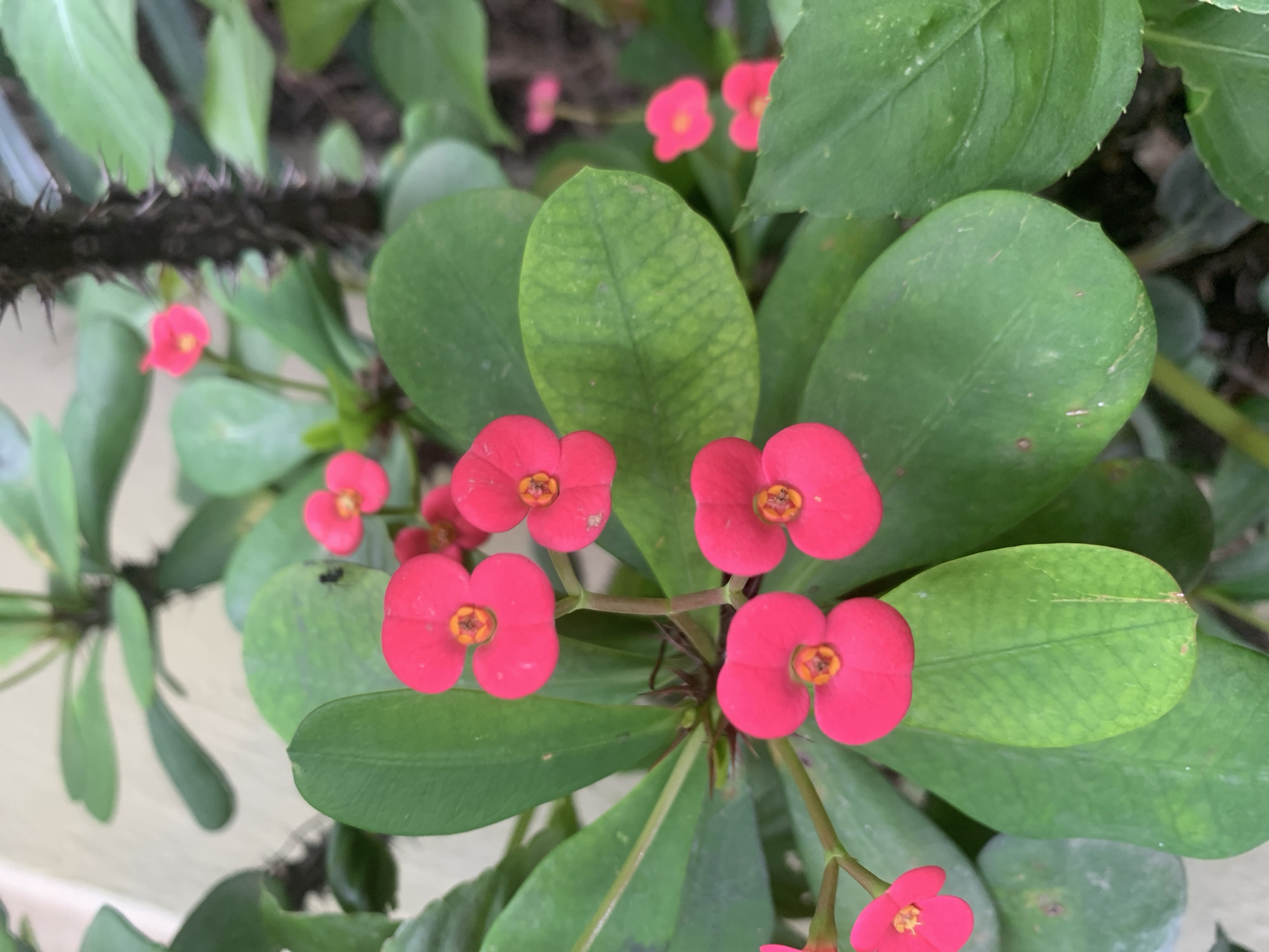 The image is a close-up, eye-level shot of a flowering plant, likely an *Euphorbia milii* (Crown of Thorns), with vibrant pink flowers and green leaves. The plant has a thick, thorny stem visible in the background, suggesting it's a mature specimen. The flowers are small and delicate, with two heart-shaped petals surrounding a central cluster of yellow stamens. The leaves are ovate and glossy green. The background is blurred, but suggests an outdoor environment with other foliage and a light-colored wall or surface. There are no people present in the image. The scene depicts a botanical subject in a natural or garden setting. Without further information, the exact location within Jos, Nigeria cannot be determined from the image itself, as the scene is generic for this type of plant and environment.