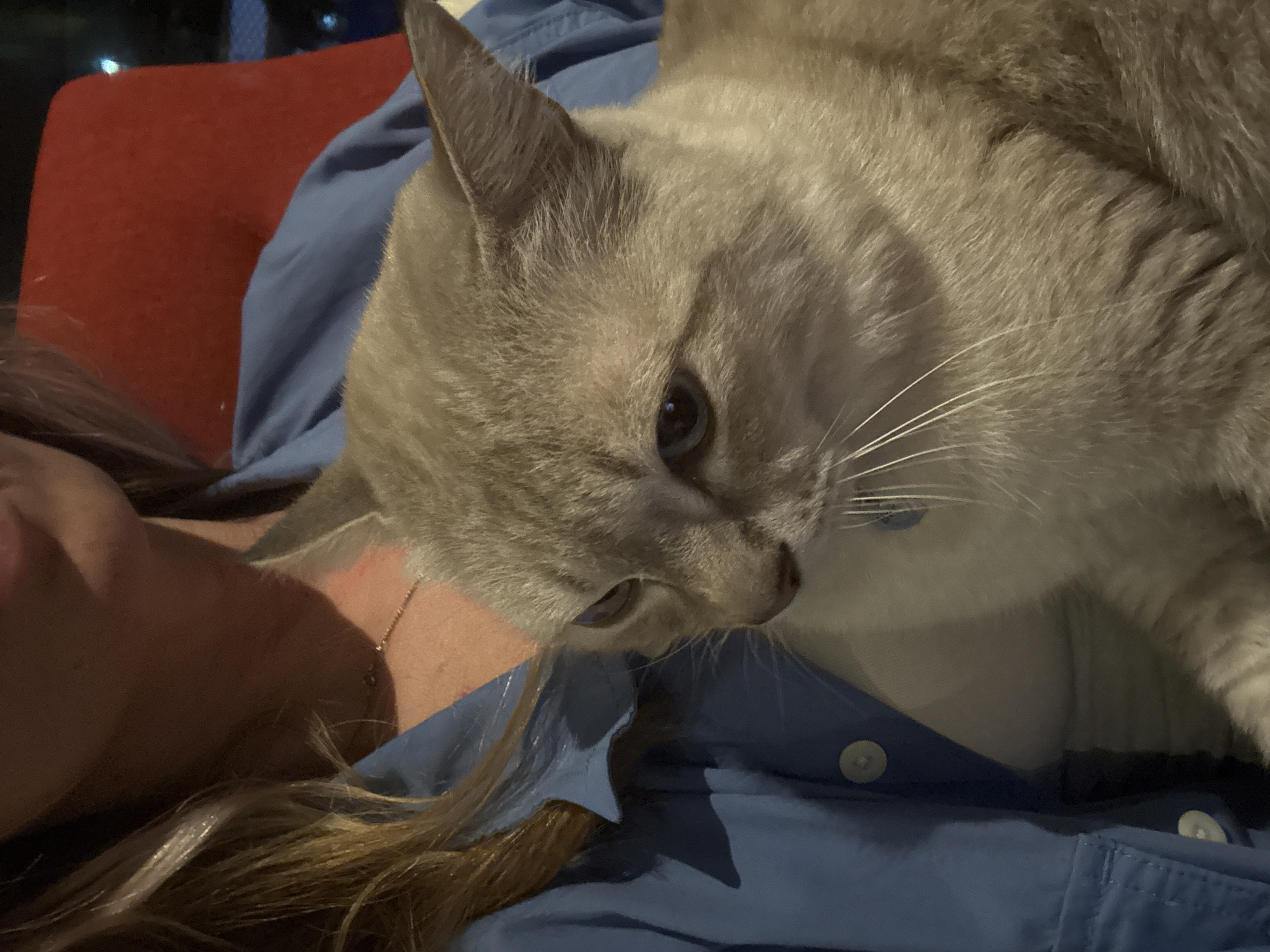 A close-up, overhead shot shows a person's upper chest and neck, wearing a blue collared shirt and a white undershirt. A thin, gold necklace is visible on the person's neck. A light-colored cat with gray markings on its ears and face is nestled against the person's chest. The cat's eyes are partially closed, and it is looking downward. The background consists of a blurry red surface, likely a chair, and dark, out-of-focus shapes that suggest an indoor environment. The scene is lit by artificial light, creating shadows. The specific location in Choeng Thale, Thailand, cannot be determined from the image.