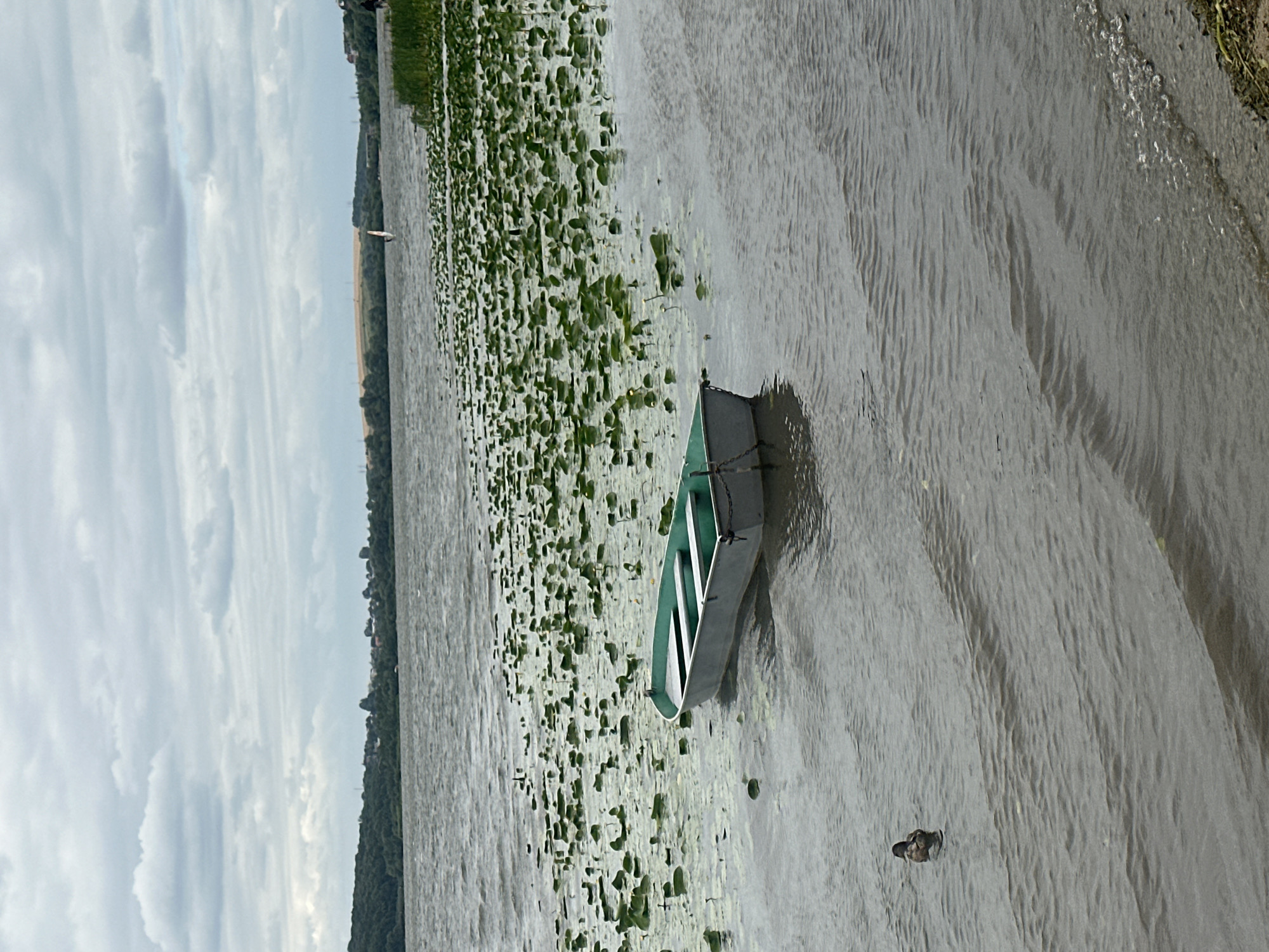 A small, gray rowboat with a green interior is moored in the water, partially submerged in a dense bed of lily pads. To the left of the boat, a single duck swims in the rippling water. The lake is surrounded by a treeline with a small settlement visible in the distance under a cloudy sky. In the far distance, a windsurfer can be seen on the water. The scene appears to be a natural landscape within the city of Ternopil, Ukraine.
