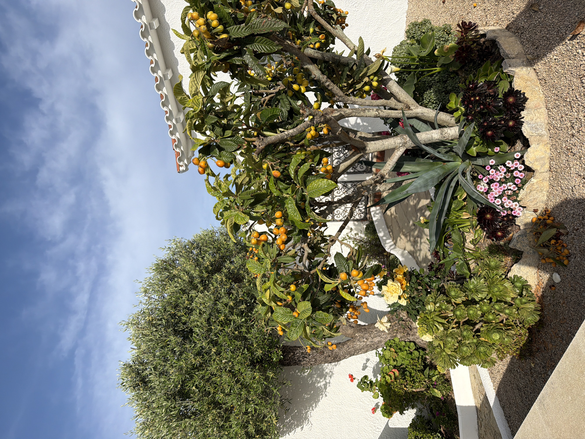 The image, rotated 90 degrees counter-clockwise from a standard landscape orientation, depicts a sun-drenched Mediterranean garden adjacent to a white building. On the left side of the frame, a clear blue sky with scattered wispy clouds dominates, partially framing a dense olive tree with small, silvery-green leaves.
The central and right portions of the image are dominated by a loquat tree (Eriobotrya japonica) laden with numerous yellow-orange fruits at various stages of ripeness, amidst its broad green leaves. Behind the tree, a pristine white stucco building wall is visible, featuring a decorative scalloped terracotta roof edge along its top. Subtle patterns from a wrought-iron grate are discernible on the wall, casting shadows.
At the base of the loquat tree, a stone-lined planter in the lower-right section of the frame showcases a variety of succulents and flowering plants. Notable are dark, almost black, rosettes of succulents (possibly *Aeonium arboreum 'Zwartkop'*) and lighter green, compact rosettes. Clusters of small pink flowers bloom near the planter's edge, alongside a large, spiky agave-like plant. Yellow flowers, possibly roses, and some red geraniums add further color against the white wall. The ground surrounding the planter is covered in light-colored gravel, strongly illuminated by the sun.
The scene captures a peaceful outdoor setting under clear, bright skies, suggesting a sunny day, likely late morning or early afternoon given the distinct shadows cast by the trees and building. No people or visible text are present. The architecture and plant life are characteristic of a warm climate, aligning with the Mont-roig del Camp, Spain context.