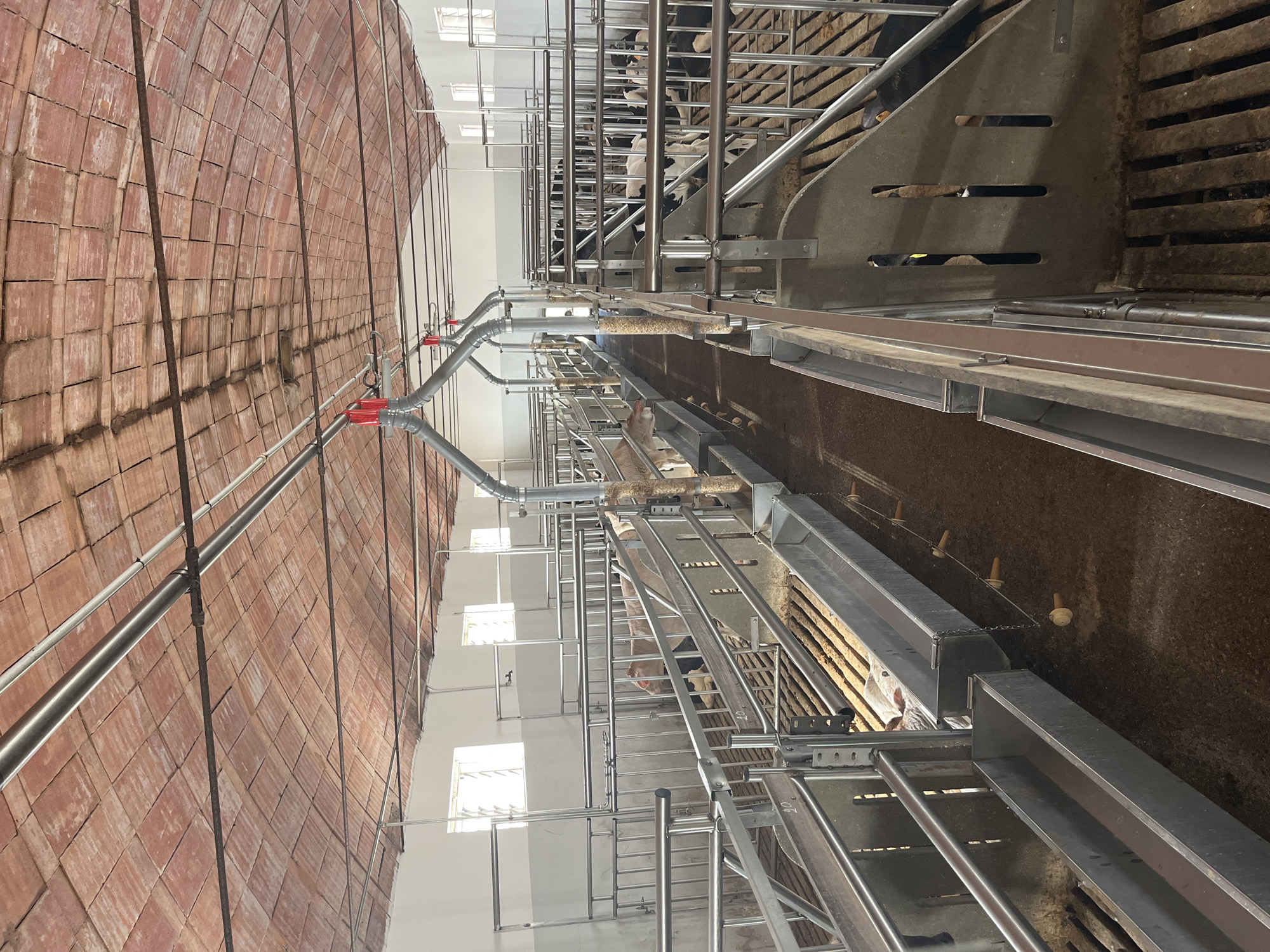 The image depicts the interior of a modern livestock facility, likely a calf or young cattle barn, in Castiglione delle Stiviere, Italy. The structure features a curved, tiled roof supported by metal beams and pipes. The main area is divided into rows of individual stalls, constructed with metal railings and concrete dividers. Each stall appears to have a slatted floor and a feeding trough. Several young cows or calves, some black and white, and others light brown, are visible within the stalls, some standing and others lying down. In the center aisle, there are metal conduits with feeding mechanisms suspended overhead, indicating an automated feeding system. The walls are painted white, and rectangular windows with louvers are present along the upper sections. The overall impression is of a clean, organized, and functional agricultural building.