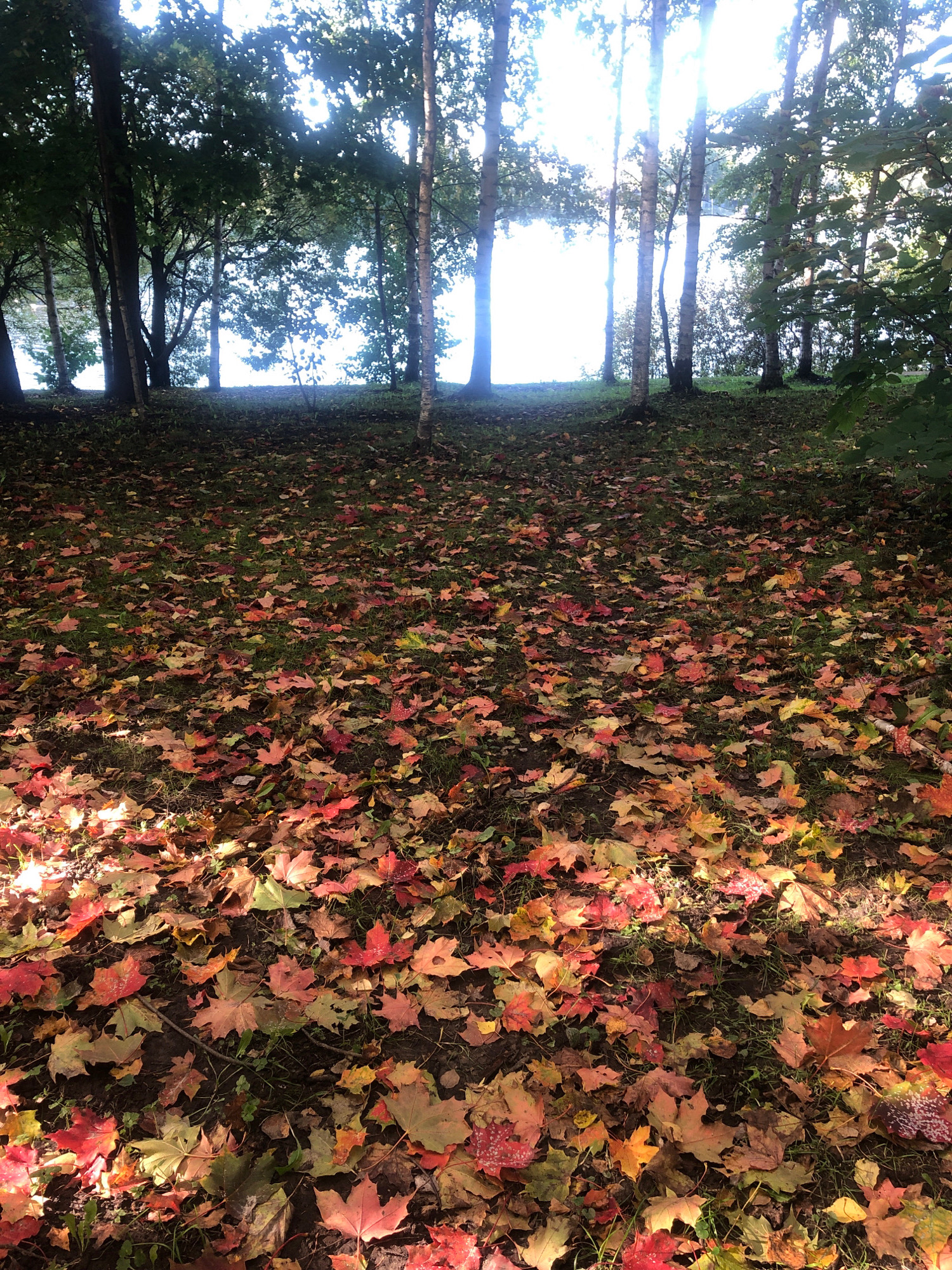 The image depicts a ground-level view of a forest floor covered in fallen autumn leaves. The leaves are predominantly shades of red, orange, yellow, and brown, indicating a seasonal change. Sunlight filters through the trees in the background, creating dappled light on the leaves. Several tree trunks are visible, and beyond them, a body of water and the sky are suggested by bright, hazy light. The environment appears to be a natural outdoor setting, likely a park or wooded area. There are no people, animals, or discernible man-made structures in the frame. The location is not specified to be within the city of Saint Petersburg, Russia, as this information is not present in the image or provided in the prompt.