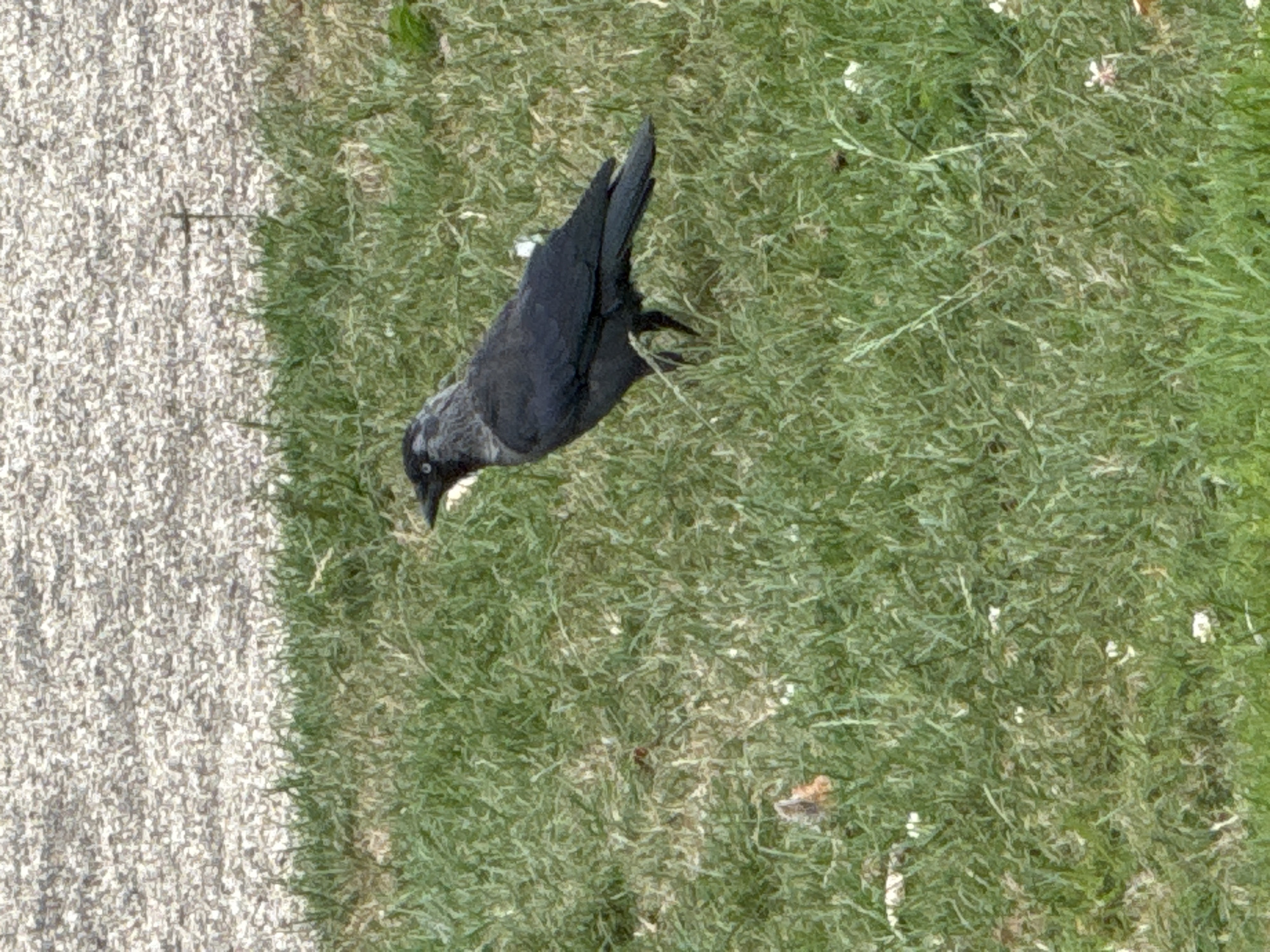 A black bird with grey markings on its head stands on a patch of green grass. The bird is facing left, with its beak slightly open. In the background, a textured surface, possibly gravel, is visible. The scene appears to be outdoors, with no specific city landmarks or identifying features present to determine a location within Waterford, Ireland.