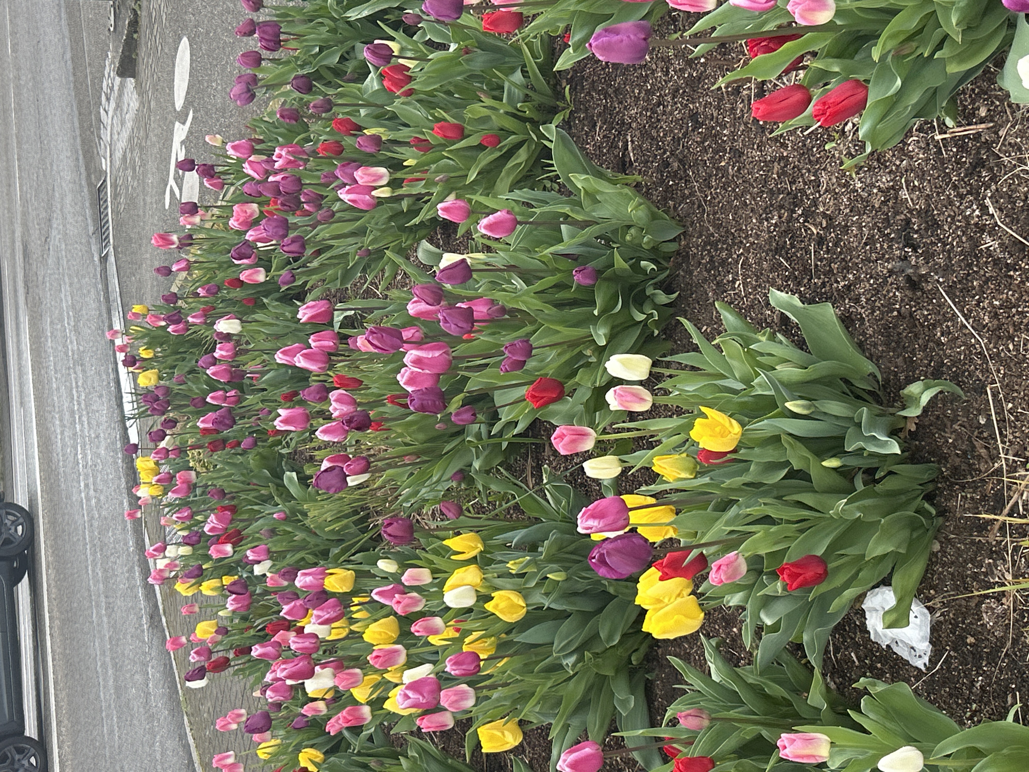 A ground-level, close-up shot displays a vibrant assortment of tulips blooming in a row alongside a city street. The tulips are predominantly pink, purple, red, yellow, and white. They are in full bloom with green leaves. The flowers grow in a bed of dark-colored dirt. Adjacent to the flower bed, there is an asphalt street with pavement markings visible. A portion of a dark-colored vehicle can be seen on the left side. Based on the style of street markings and the presence of tulips, the location may be the city of Strasbourg, France.