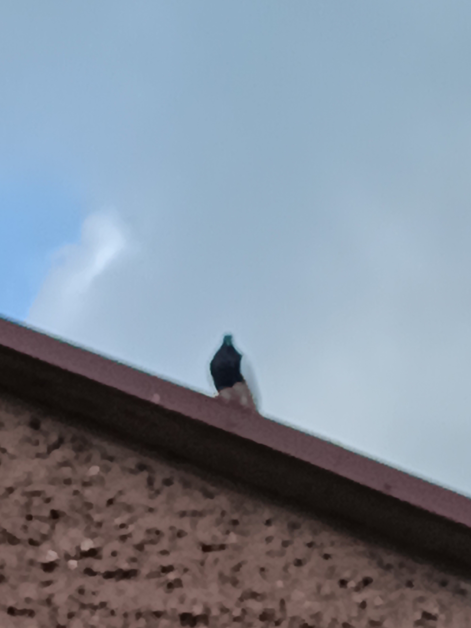 A single pigeon is perched on the edge of a reddish-brown roof against a pale blue sky with some white clouds. The pigeon is dark-colored, with its back to the camera. The roof appears to be made of textured material. The location is a city in Poland, specifically Ciechanowiec. The image is out of focus and low resolution.