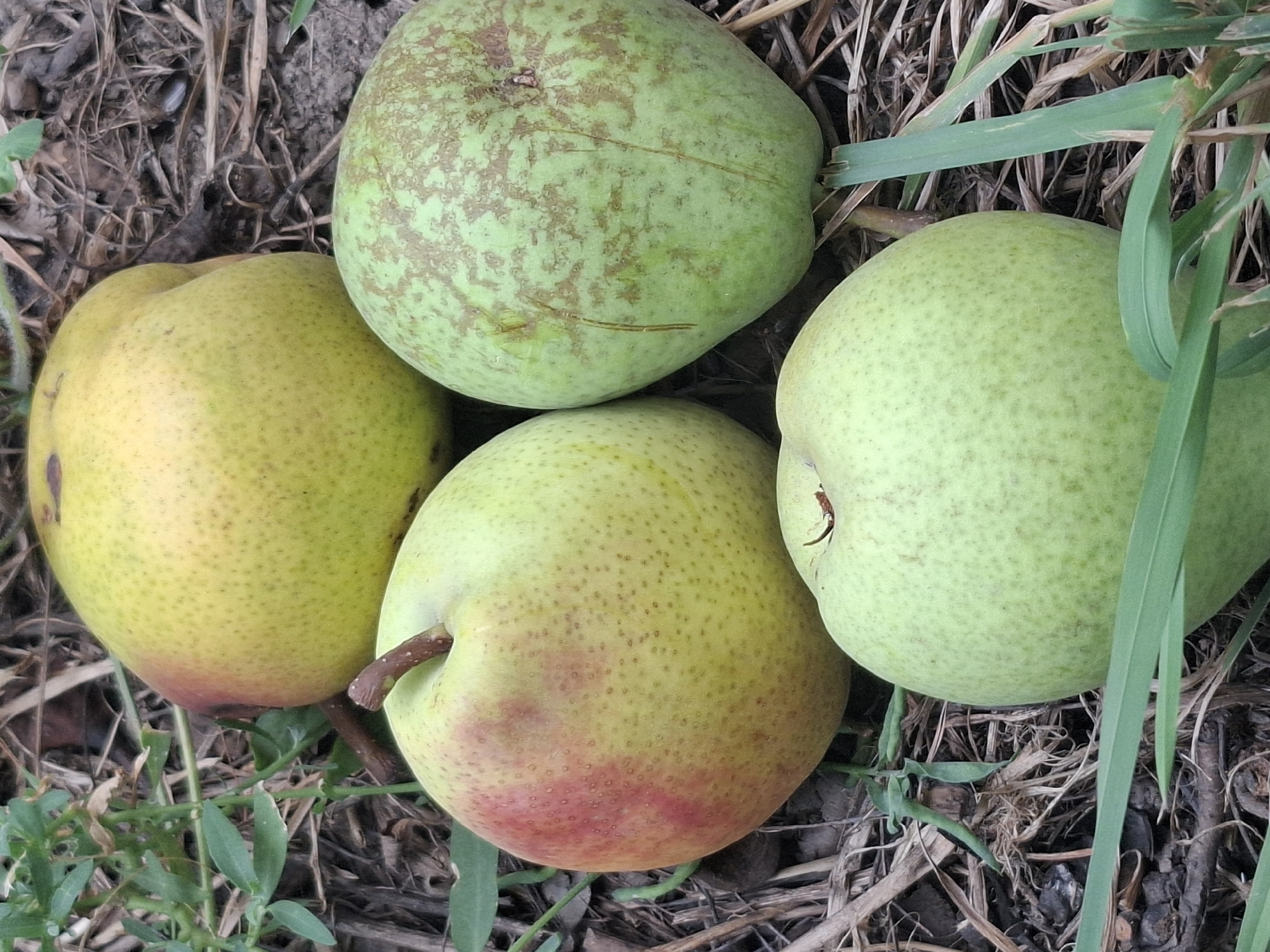 Four pears lie on the ground among dry grass and dirt. Two of the pears are predominantly yellow with a red blush on one side, while the other two are green with brown markings. One of the yellow pears is positioned at the top of the frame, partially obscured by others. A pear with a prominent red blush is in the middle left, while a green pear with brown streaks is in the middle right. The fourth pear, entirely green, is in the foreground at the bottom of the image. The scene is outdoors, with natural lighting. The location is unspecified in the image.