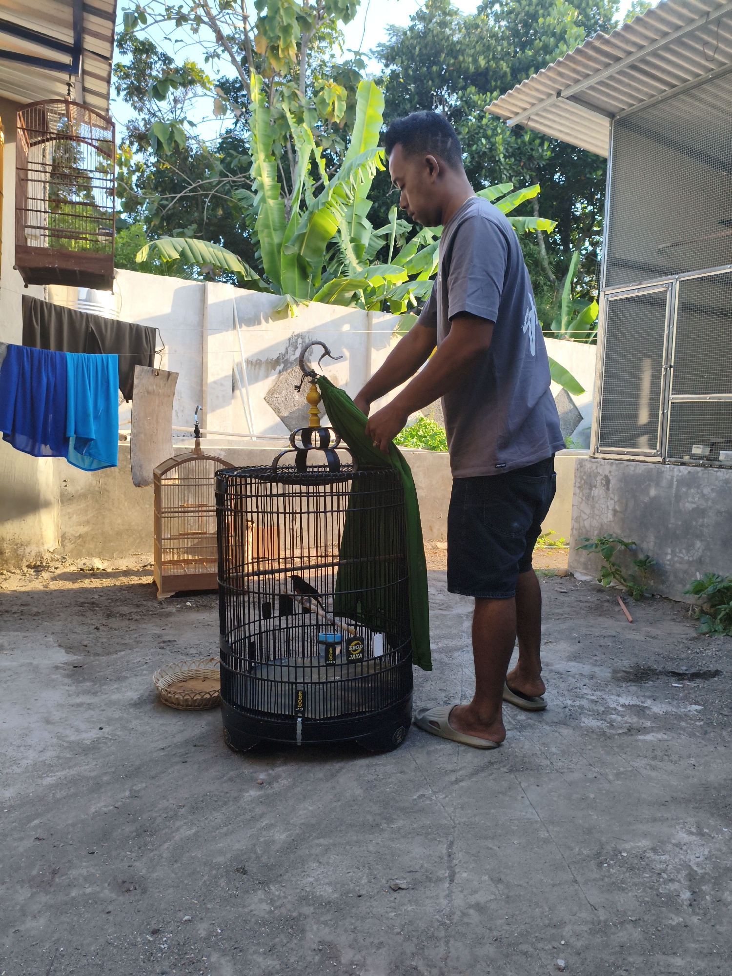 A man is standing in a concrete yard, holding a green cloth over a black birdcage containing a black bird. To the left of the black cage is a smaller wooden birdcage. Clothes are hanging on a clothesline in the background. The scene is outdoors with trees and a building visible. The location is the city of Berbah, Indonesia.