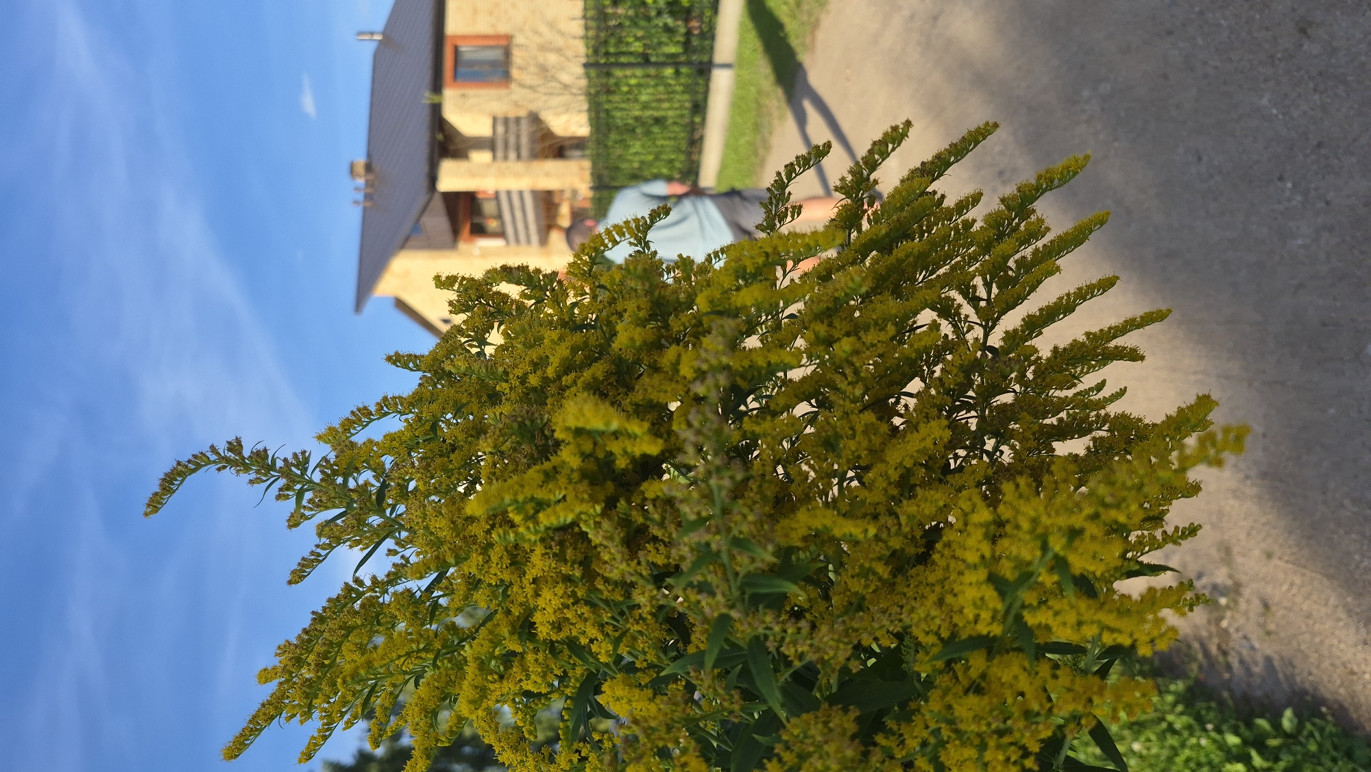 In the city of Krauja, Latvia, a close-up shot focuses on a large bouquet of yellow flowers, likely Goldenrod, which dominates the foreground. The flowers are dense and feathery, with small, numerous blossoms. Beyond the bouquet, a person is walking away from the camera on a paved path. The individual is wearing a light blue t-shirt and dark shorts. Behind the path, a black metal fence runs horizontally. Further in the background, a beige-colored house with a dark roof is visible. The sky is bright blue with some wispy white clouds. The lighting suggests it is daytime, likely late afternoon due to the long shadows cast on the path. The overall scene captures a natural element against a backdrop of residential architecture and an outdoor setting.